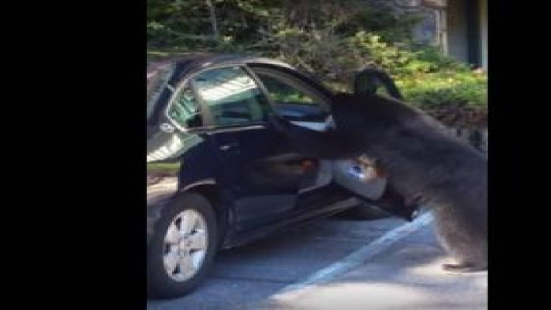 بالفيديو: دب يقتحم موقف سيارات ليستعمل الجرس