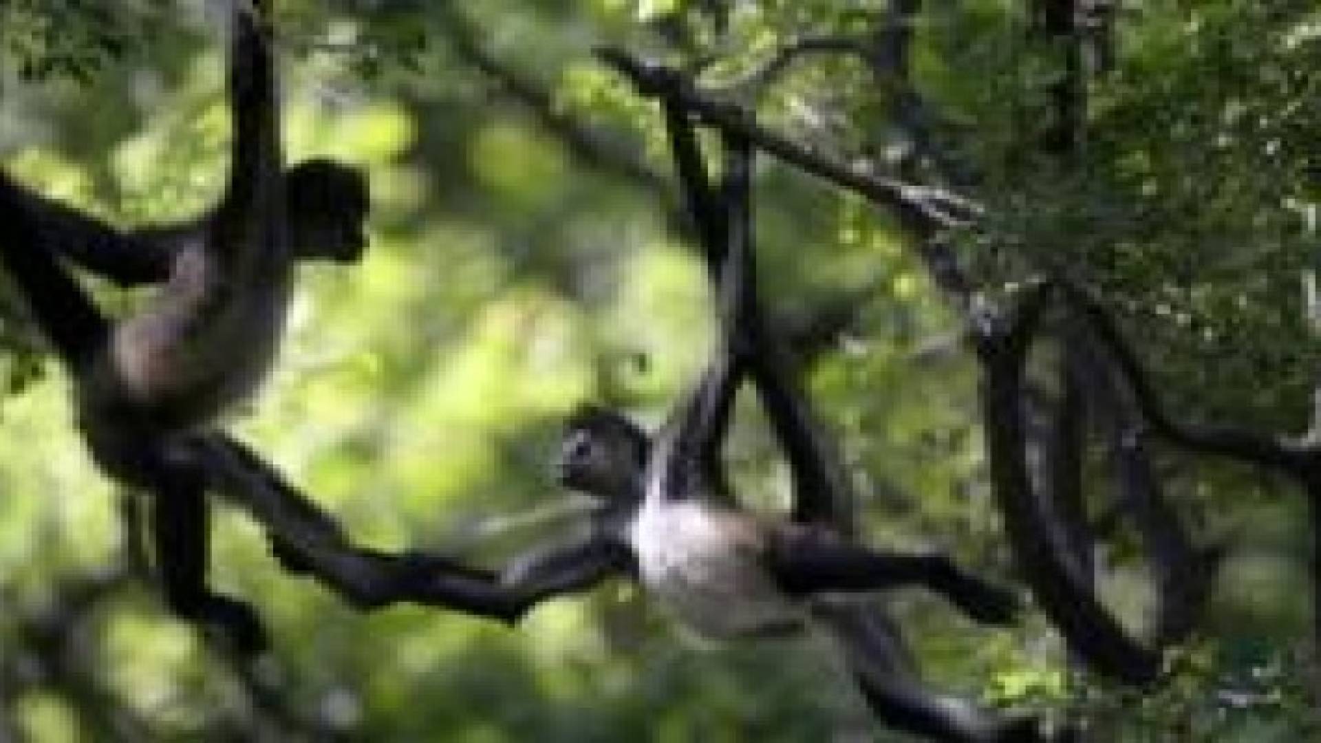 قرد يساعد الشرطة في تحديد موقع اختفاء بارون المخدرات