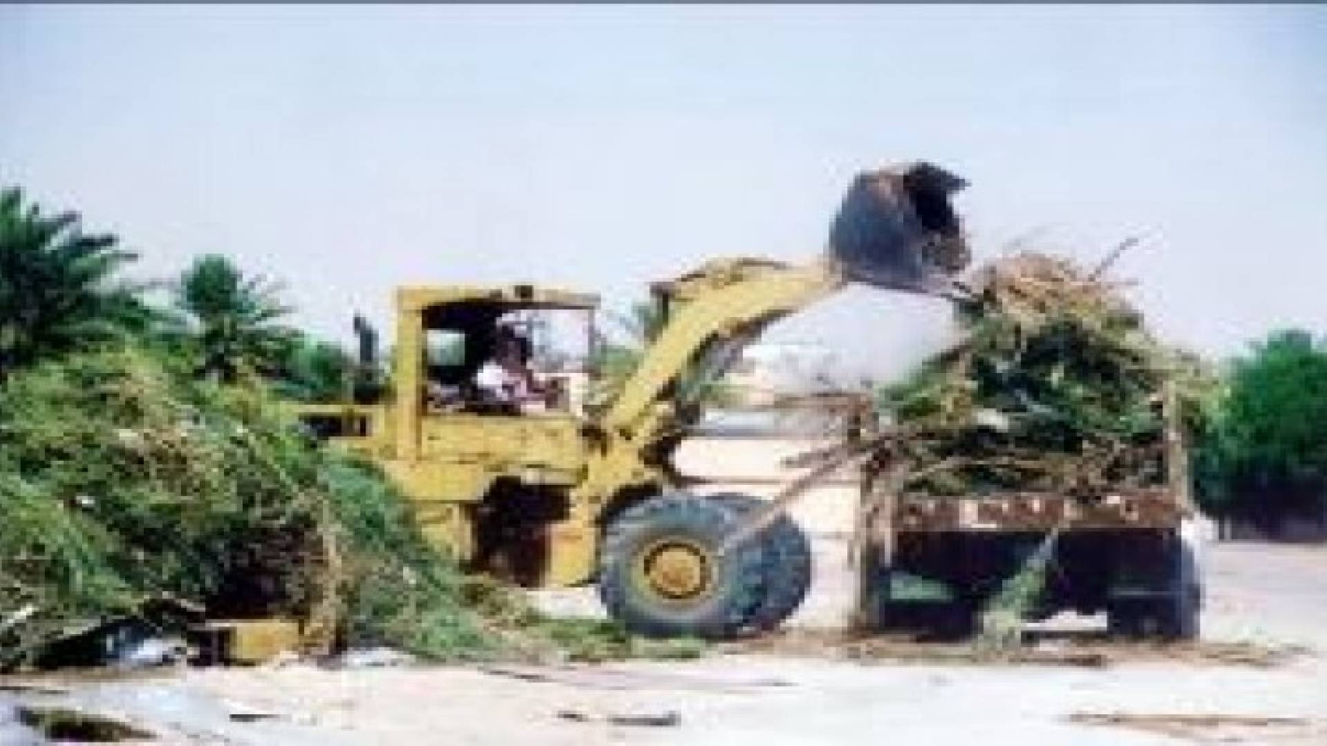 سلطة العقبة تنظم حملة لتقليم الأشجار