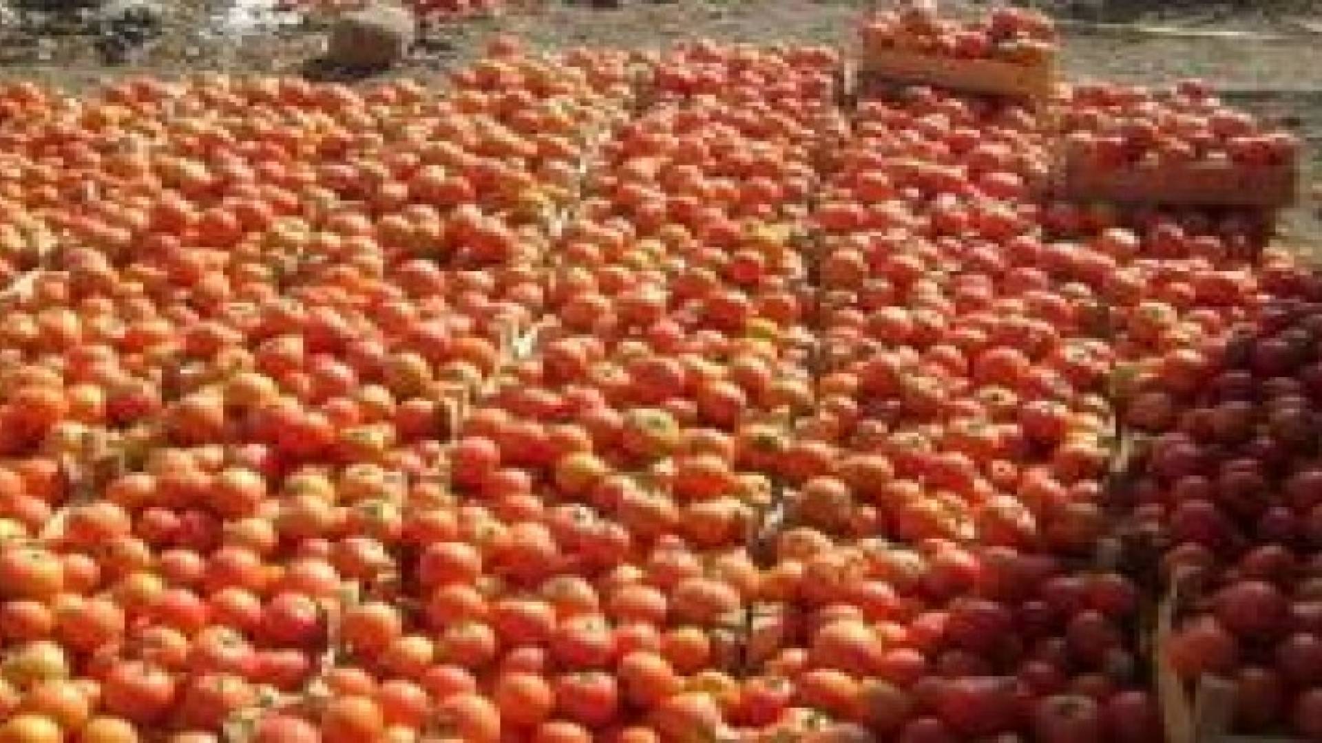 سعر البندورة ينخفض 40 %