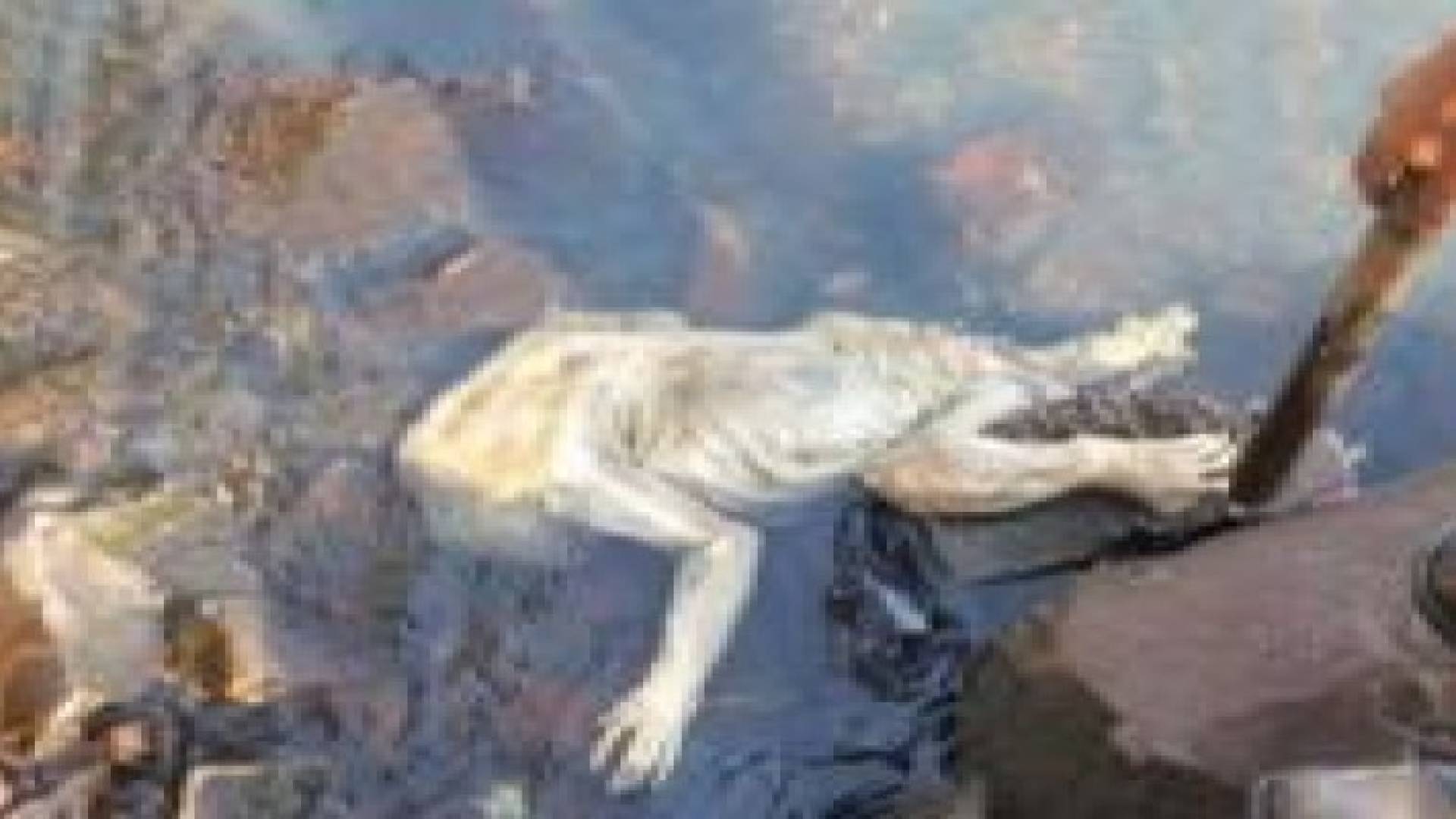 بالفيديو: العثور على جسم حيوان غامض في "البارغواي"