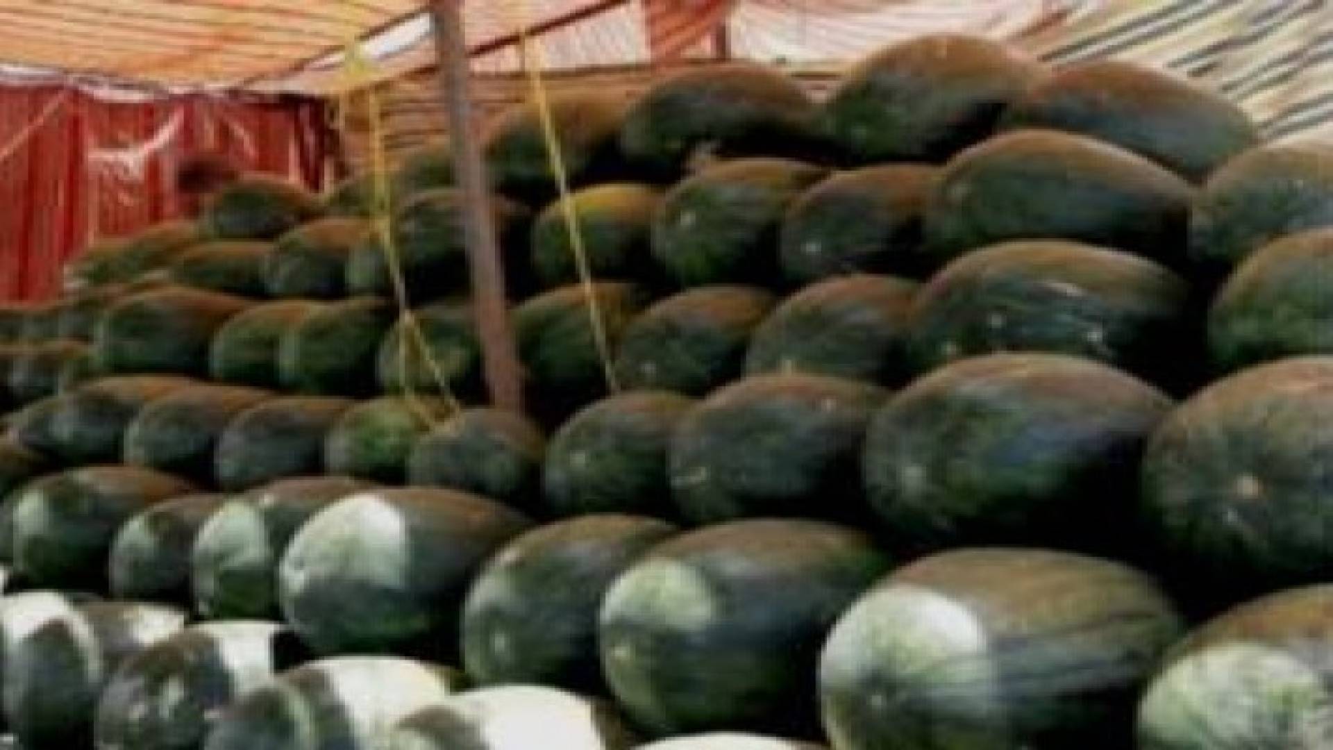 الأمانة تدعو اصحاب معرشات البطيخ لإزالتها خلال اسبوعين