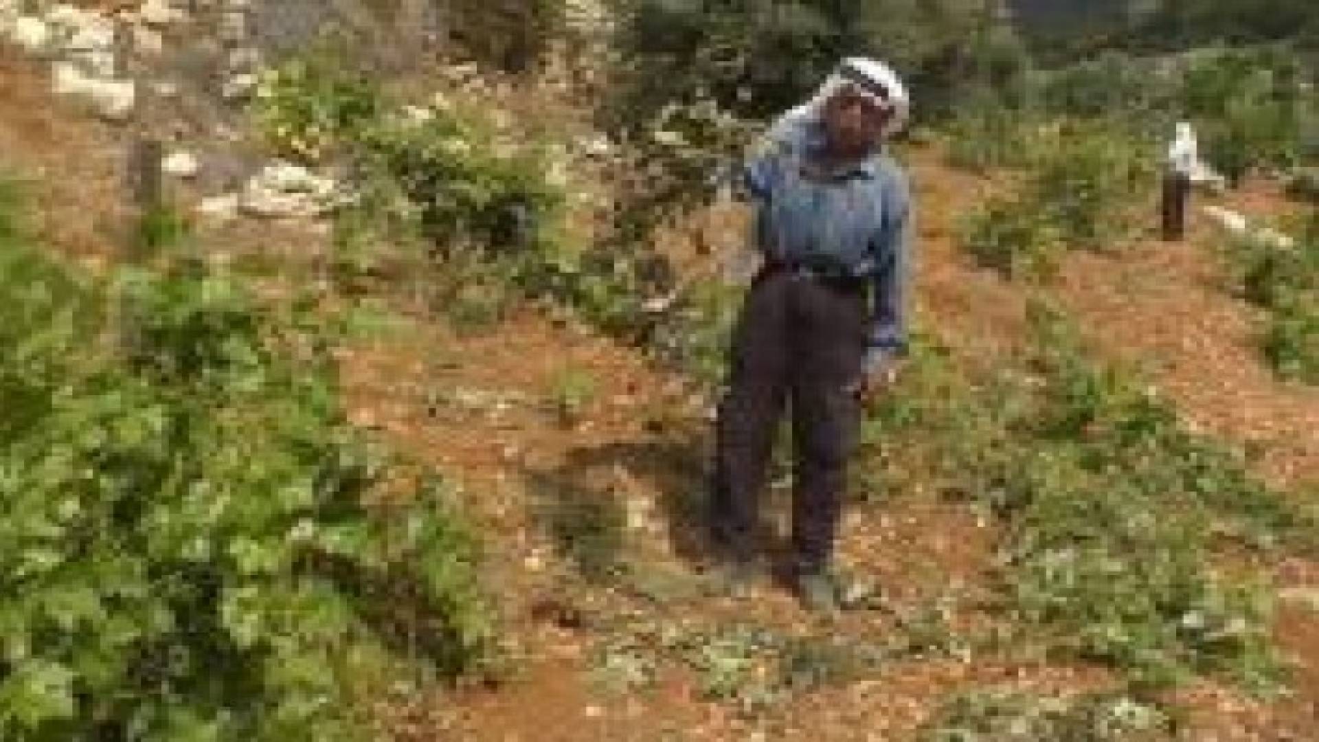 منظمة أردنية تزرع أراضي بيت أمر بالخليل لحمايتها من المصادرة