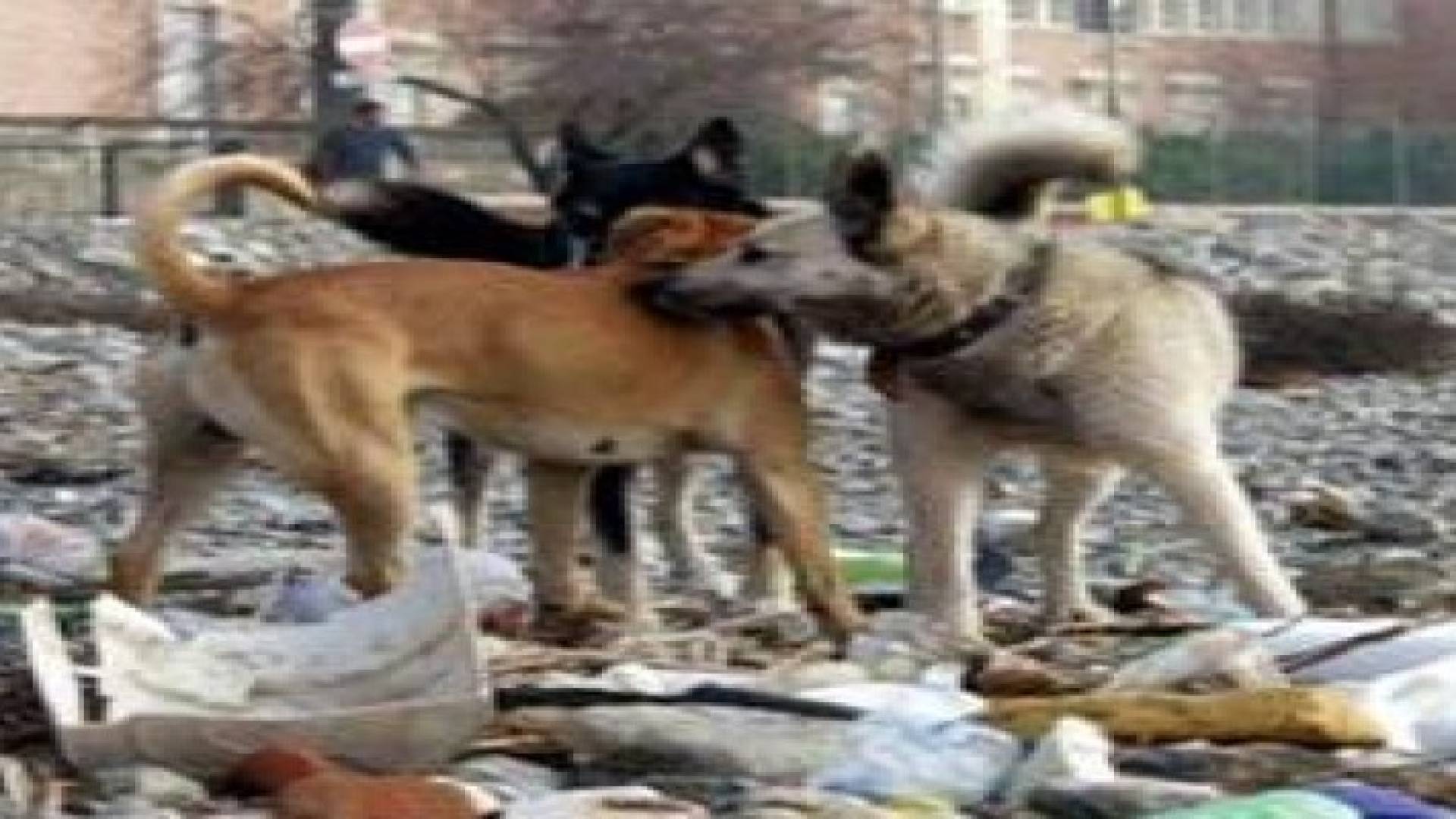 وزير إسرائيلي يقترح ترحيل الحيوانات الضالة إلى بلد آخر