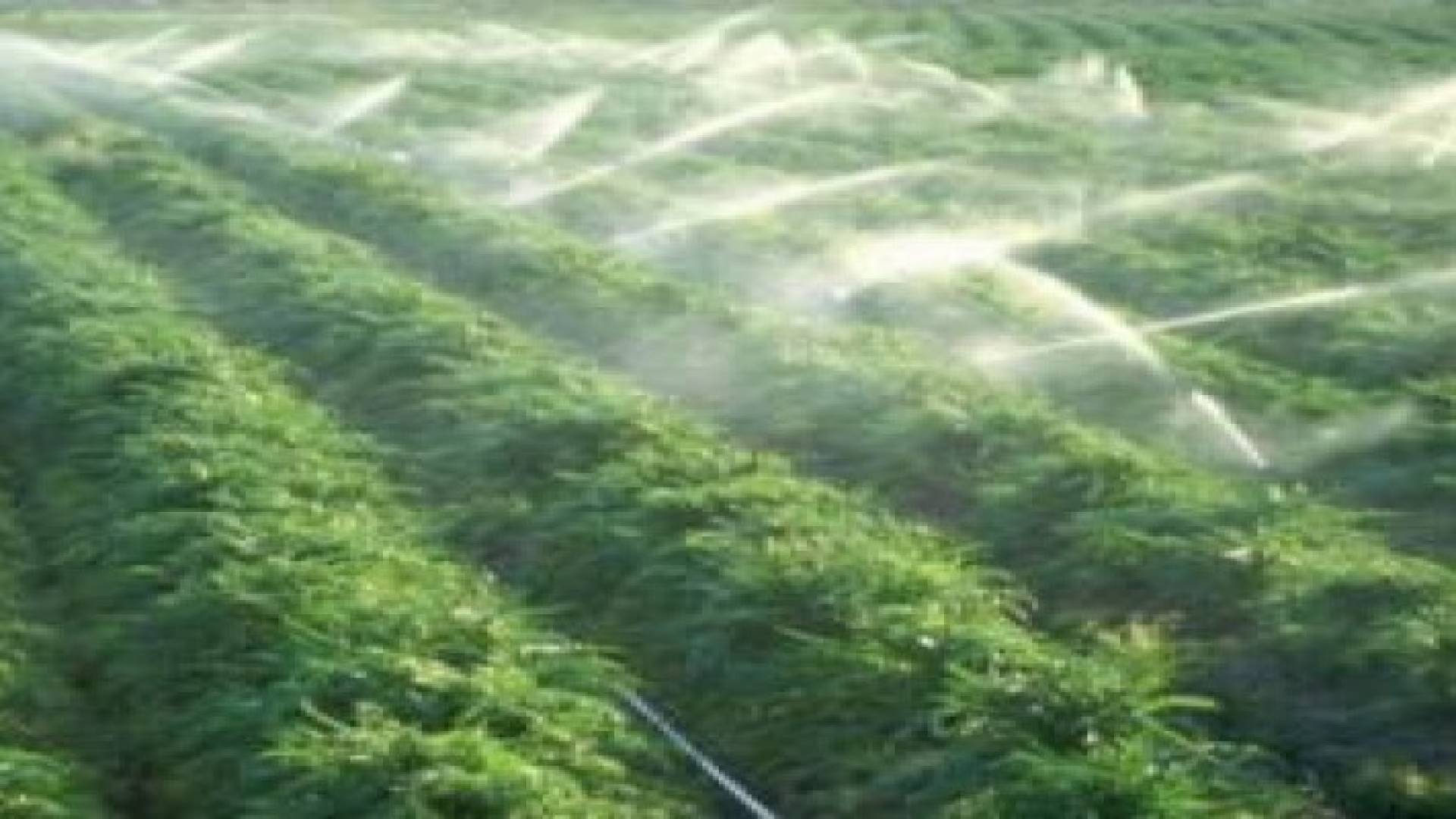 "مجلس الافتاء":لا حرج في سقاية المزروعات من المياه العادمة المعالجة