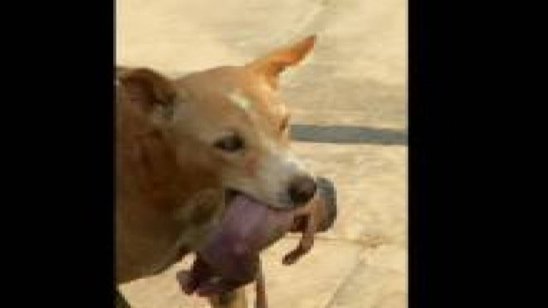 كلب ينقذ رضيعا في البرازيل بعدما انتشله من القمامة