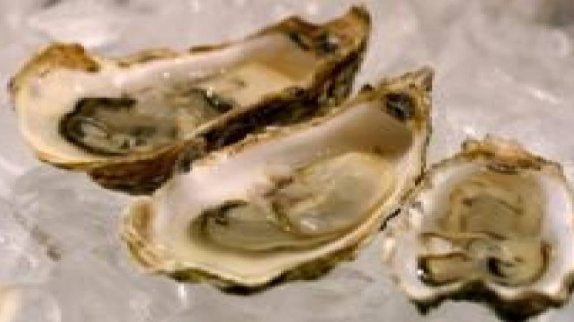 المحار غني بالزنك