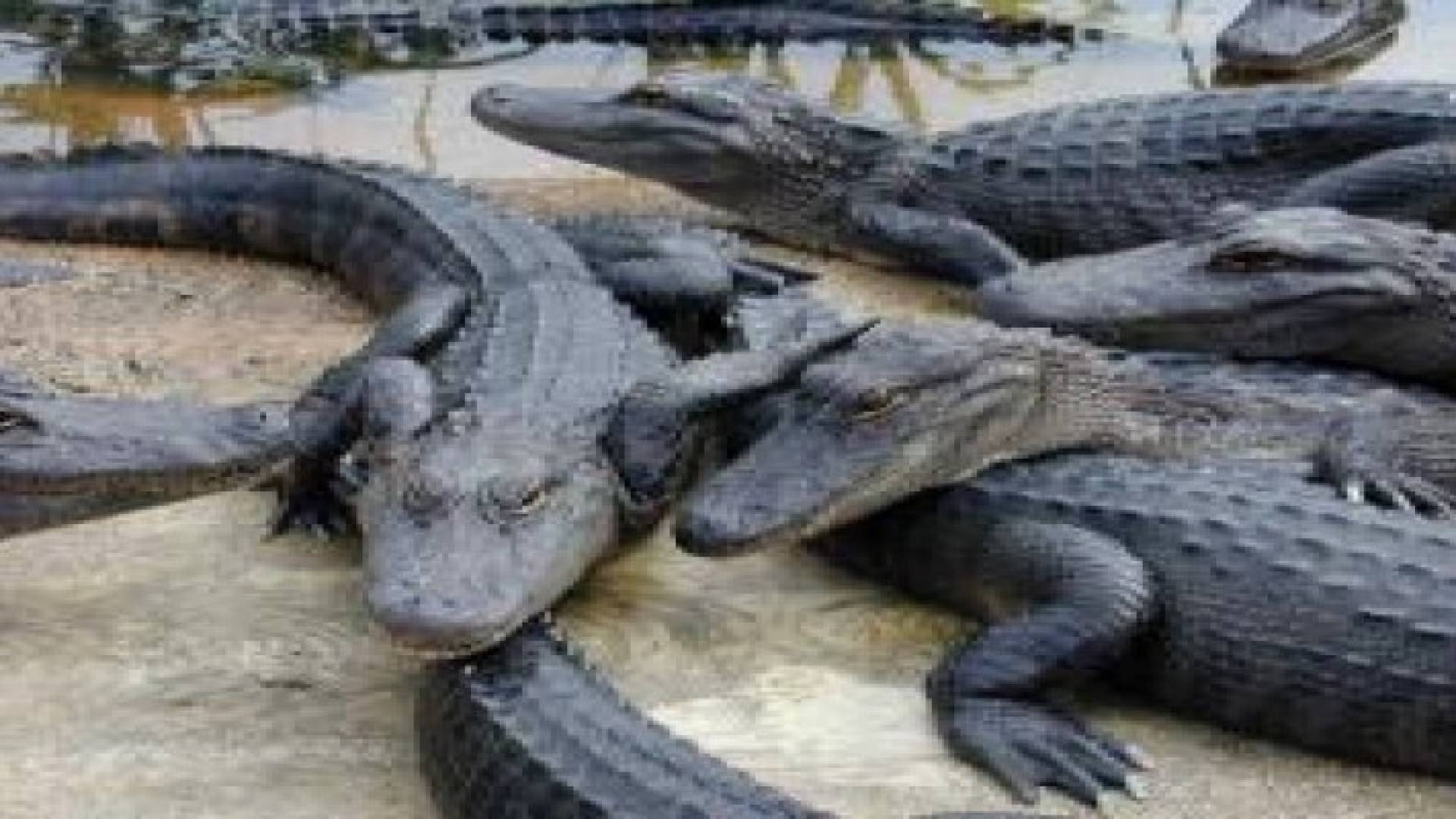 في اندونيسيا الاستعانة بالتماسيح لحراسة السجون