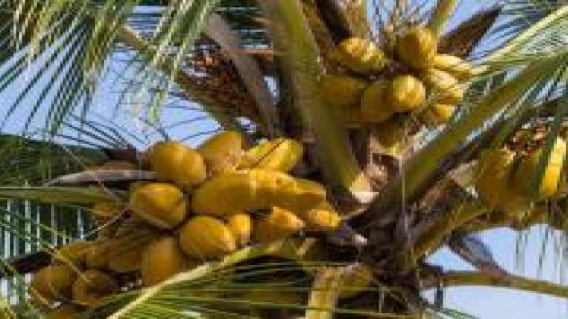 قهوة في أريحا..لا تؤثر على النوم