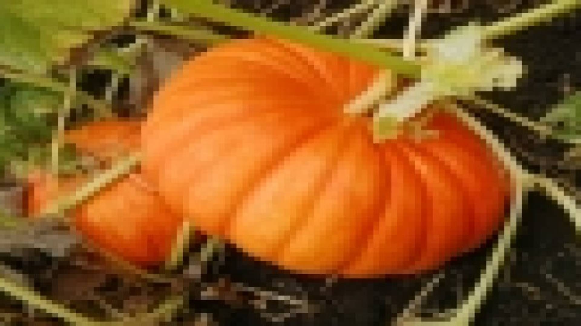 زيت اليقطين قد يقاوم تضخم البروستات