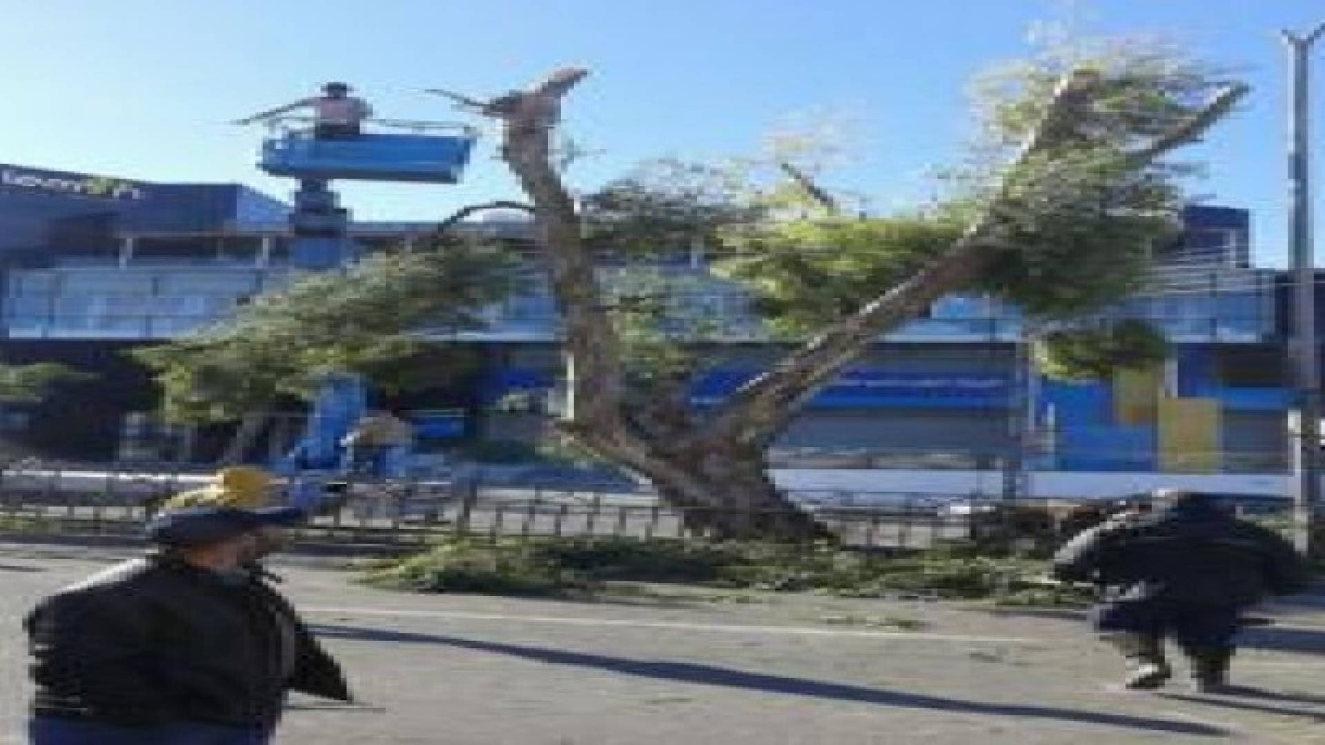 الامانة تواصل حملة وقائية لتقليم وتهذيب الأشجار خلال فصل الشتاء