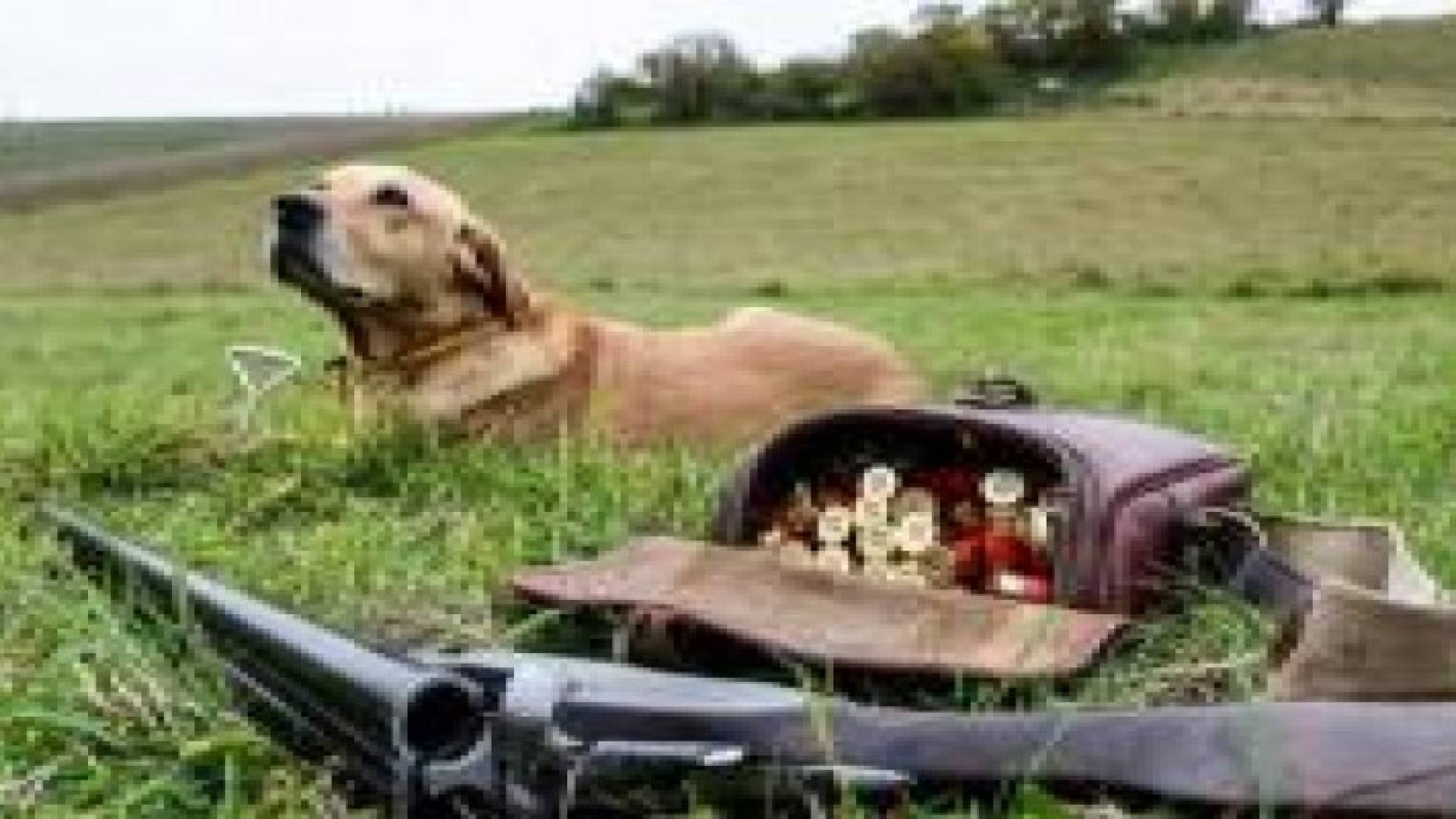 كلب يطلق النار على صاحبه في فرنسا