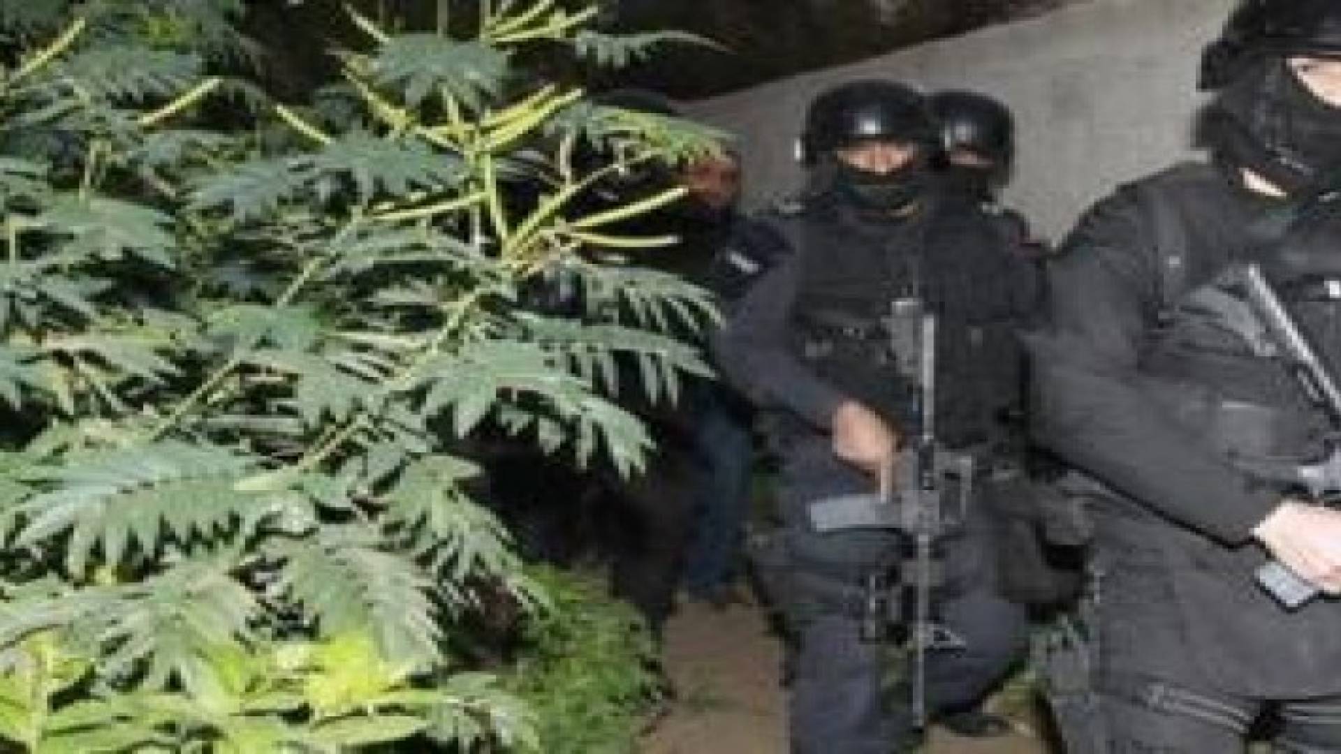 وفاة مطلوب في مداهمة لمكافحة المخدرات في الشونة الجنوبية