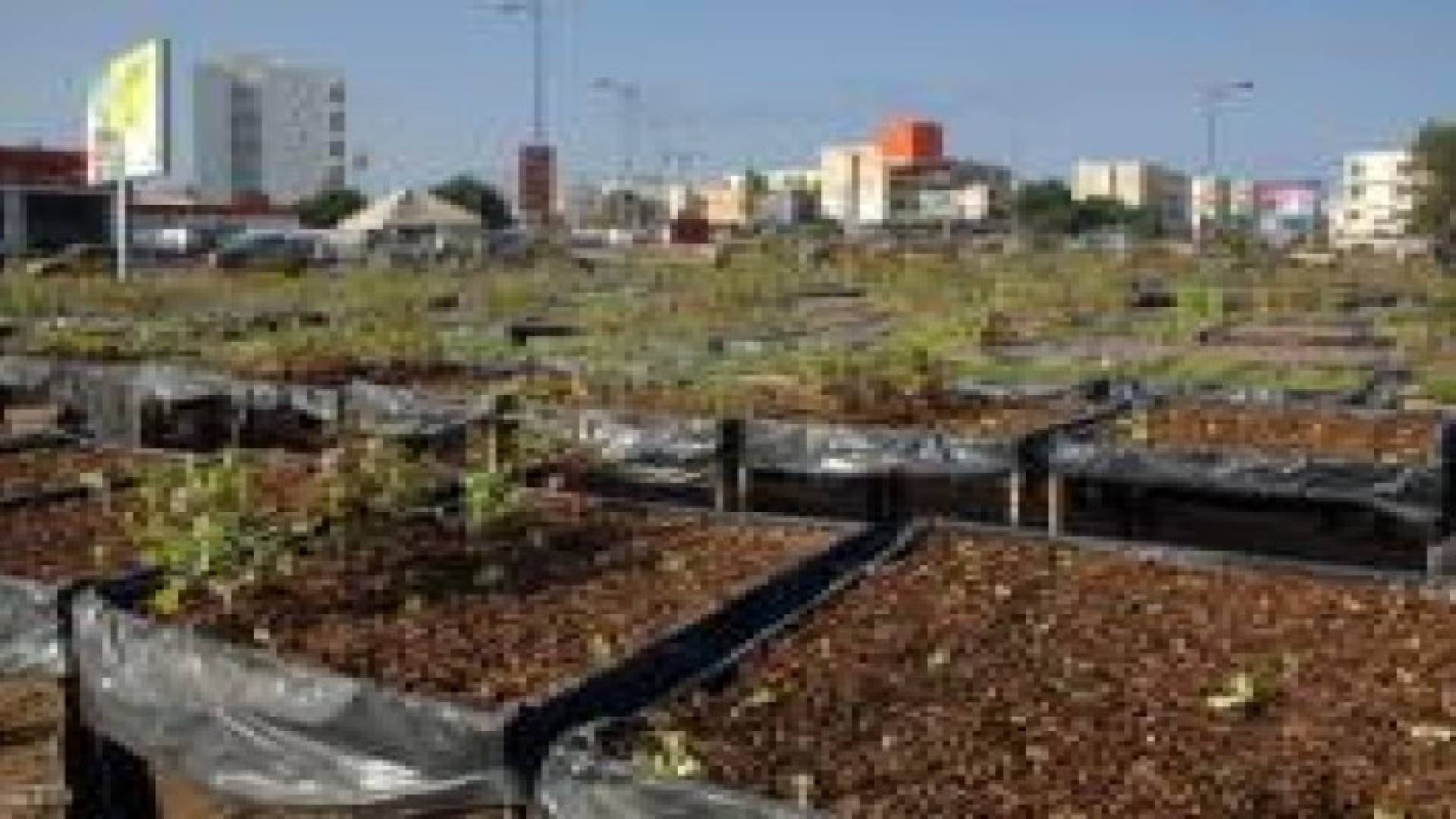 "الفاو" : انخفاض أسعار الغذاء الشهر الماضي