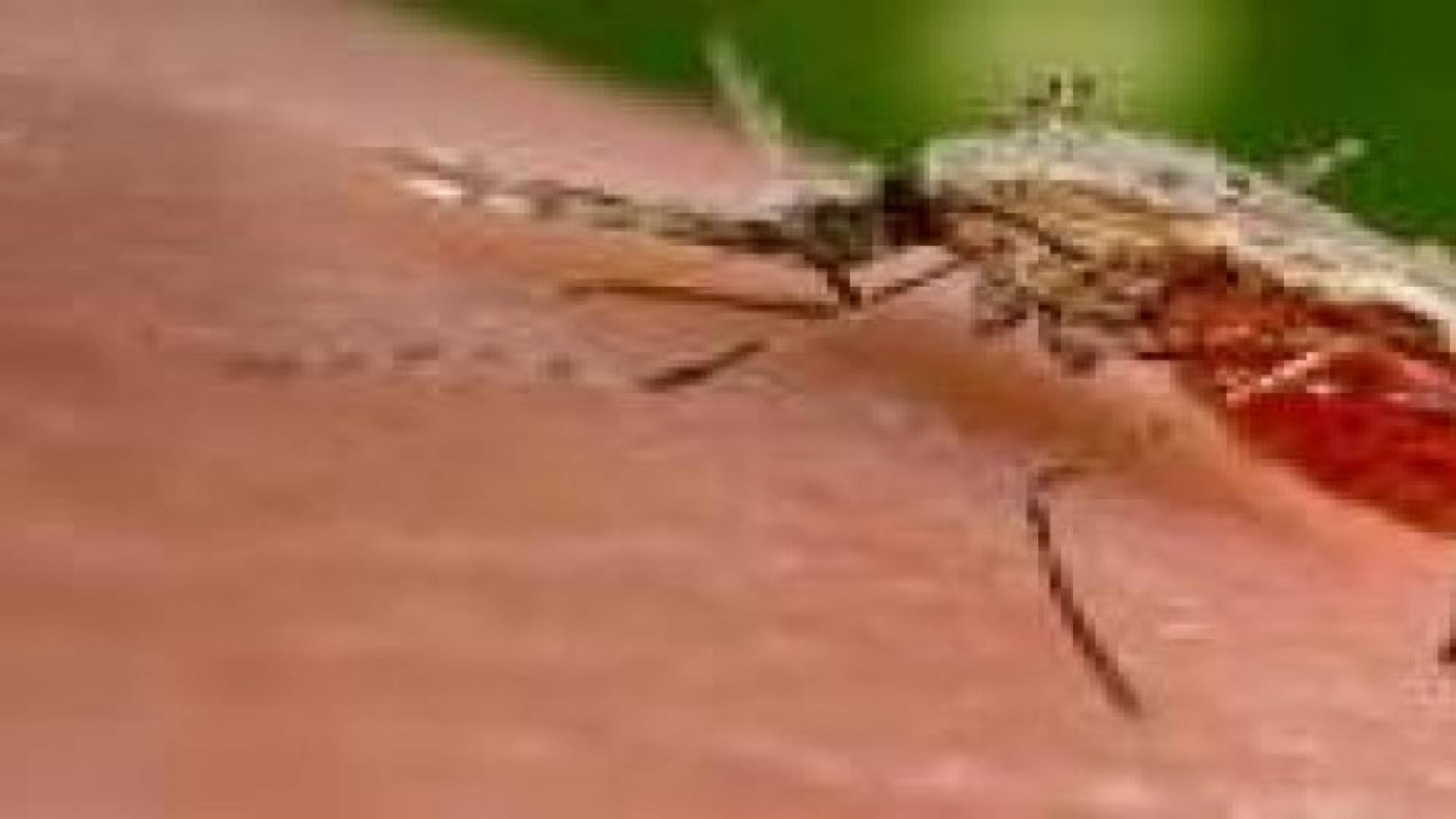 تشخيص الملاريا بالهاتف المحمول