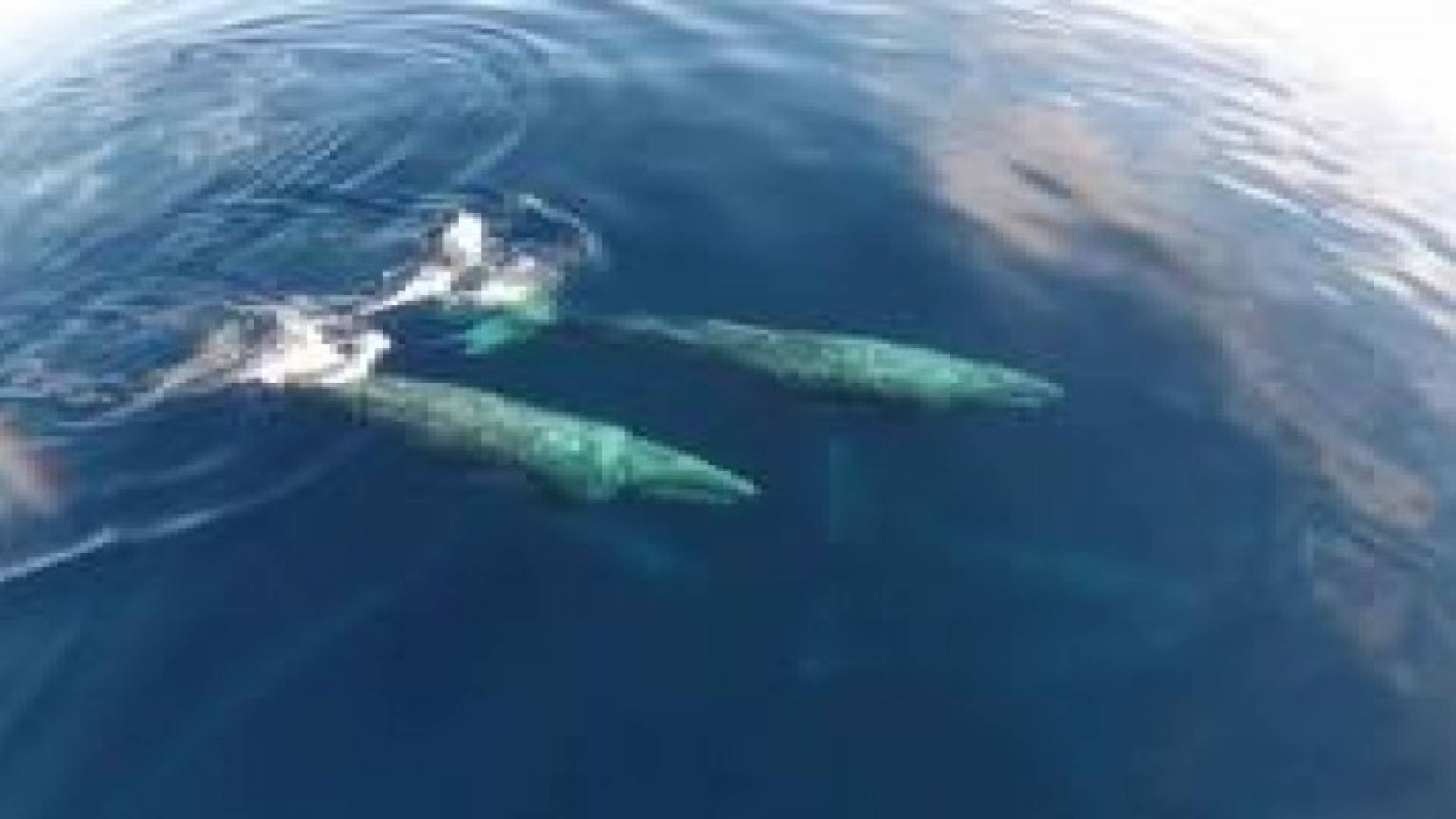 بالفيديو: مجزرة حيتان على شواطئ تشيلي