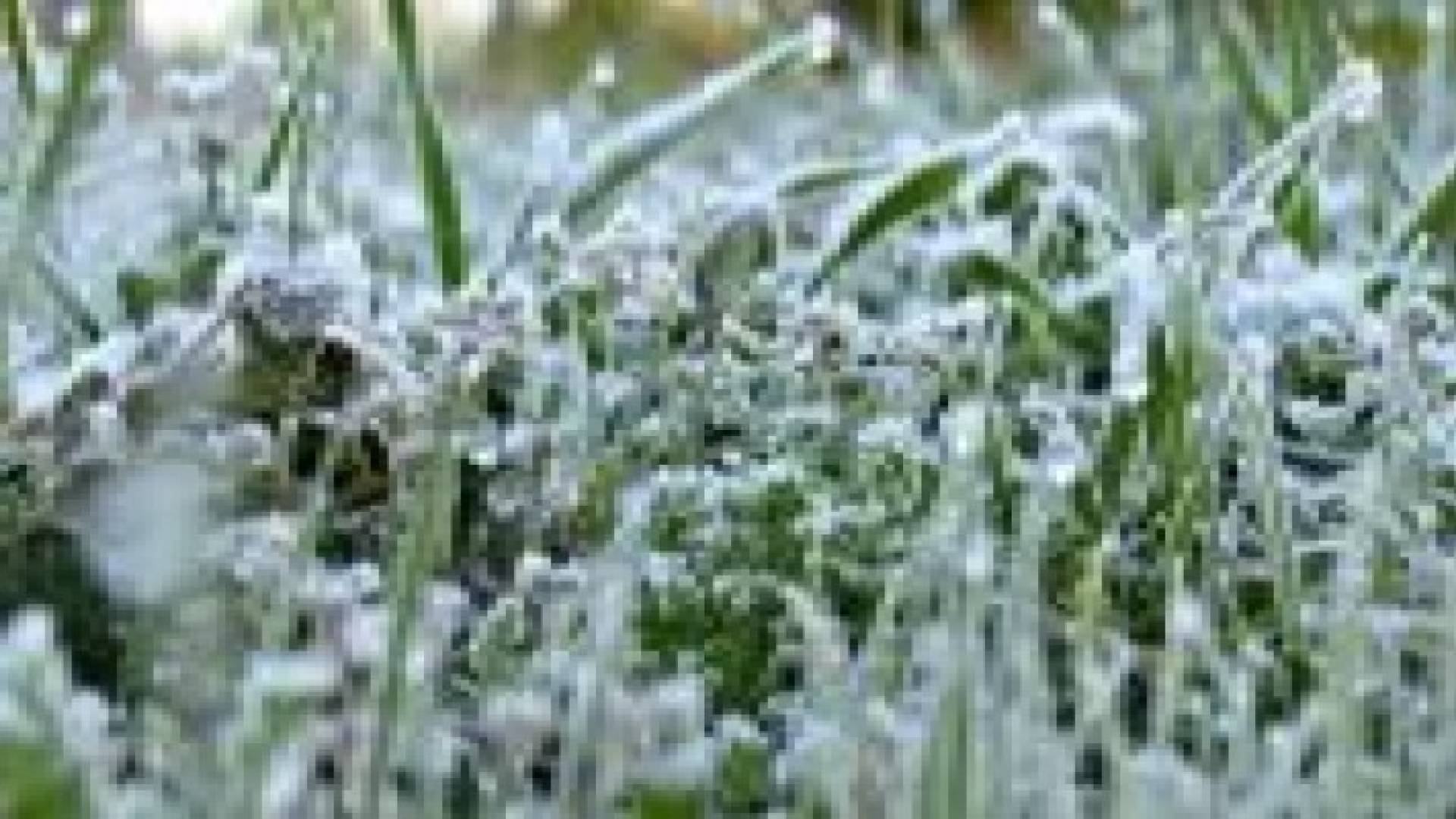 دعوة المزارعين لأخذ الإحتياطات الضرورية للوقاية من الصقيع