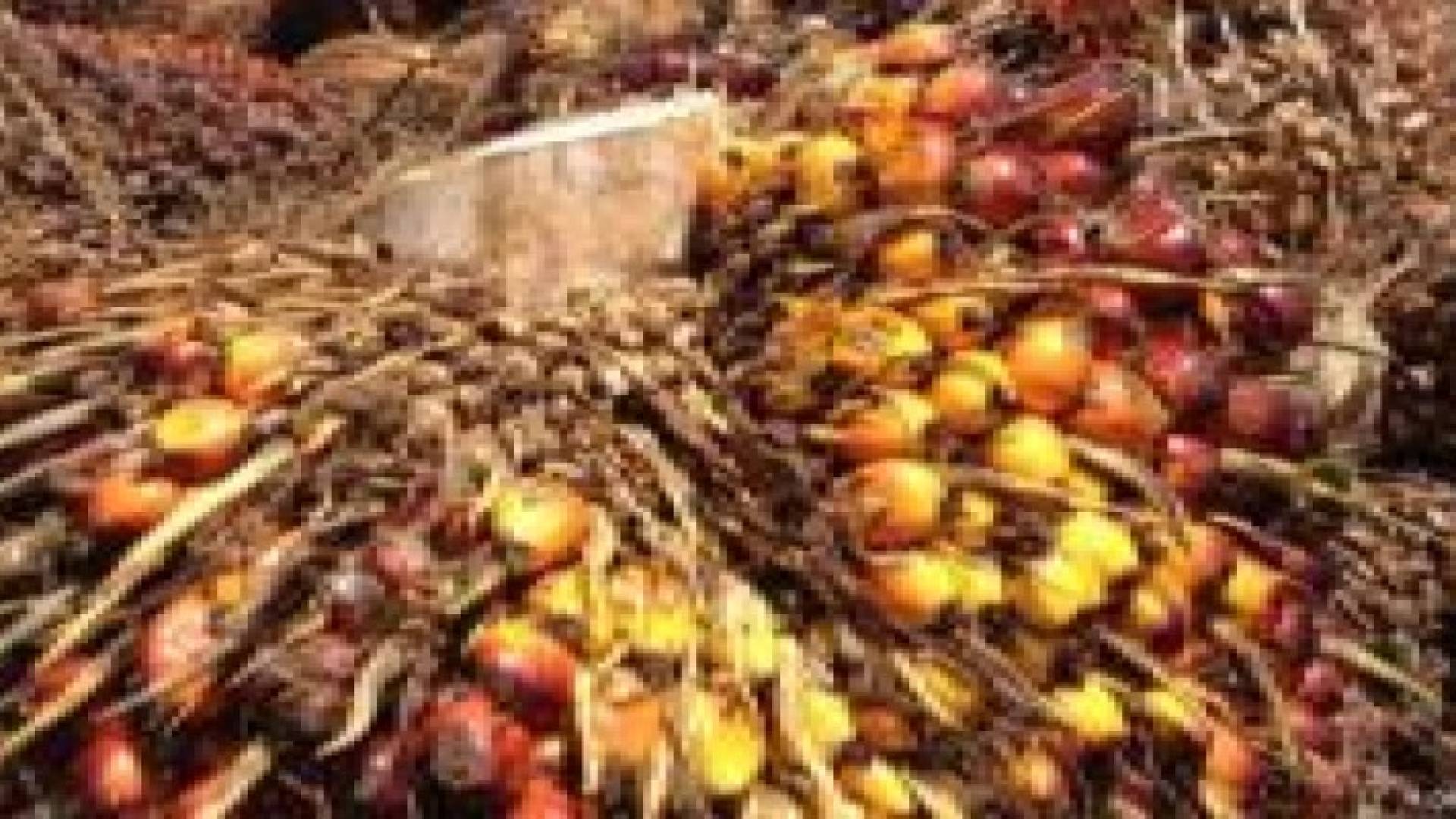 زيادة نسبة الدهون الرخيصة في الأطعمة