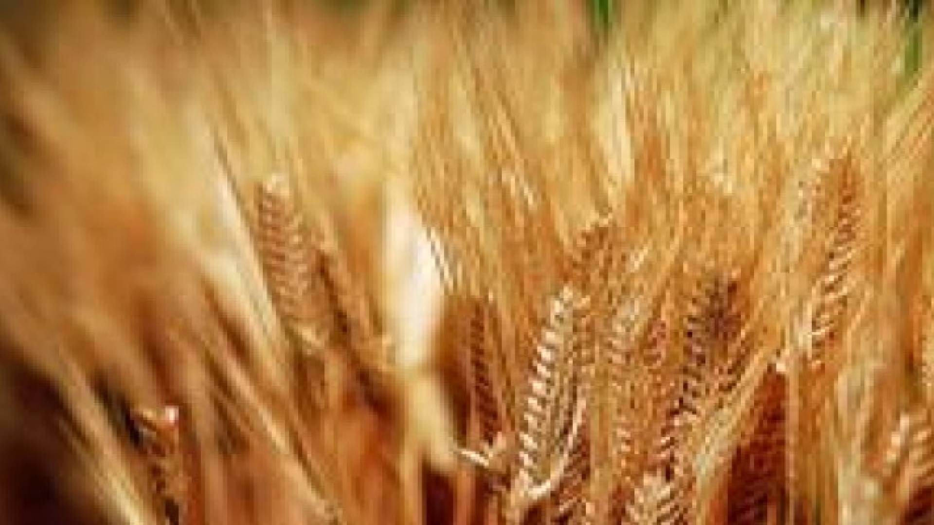 الأردن يشتري 50 ألف طن شعير