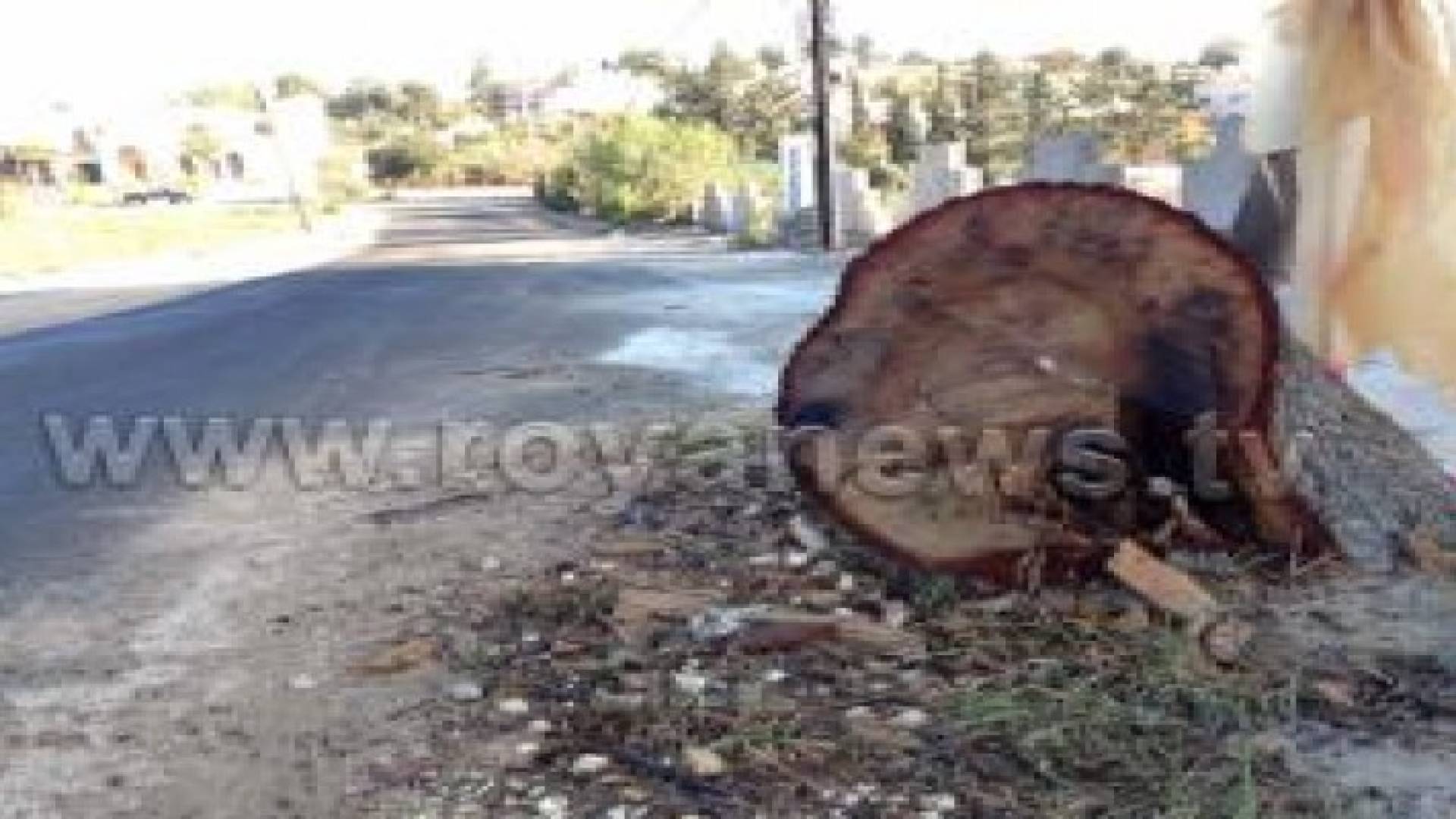 بالصور: أهالي حي السنديانة فقدوا الشجرة التي سمي الحي لأجلها