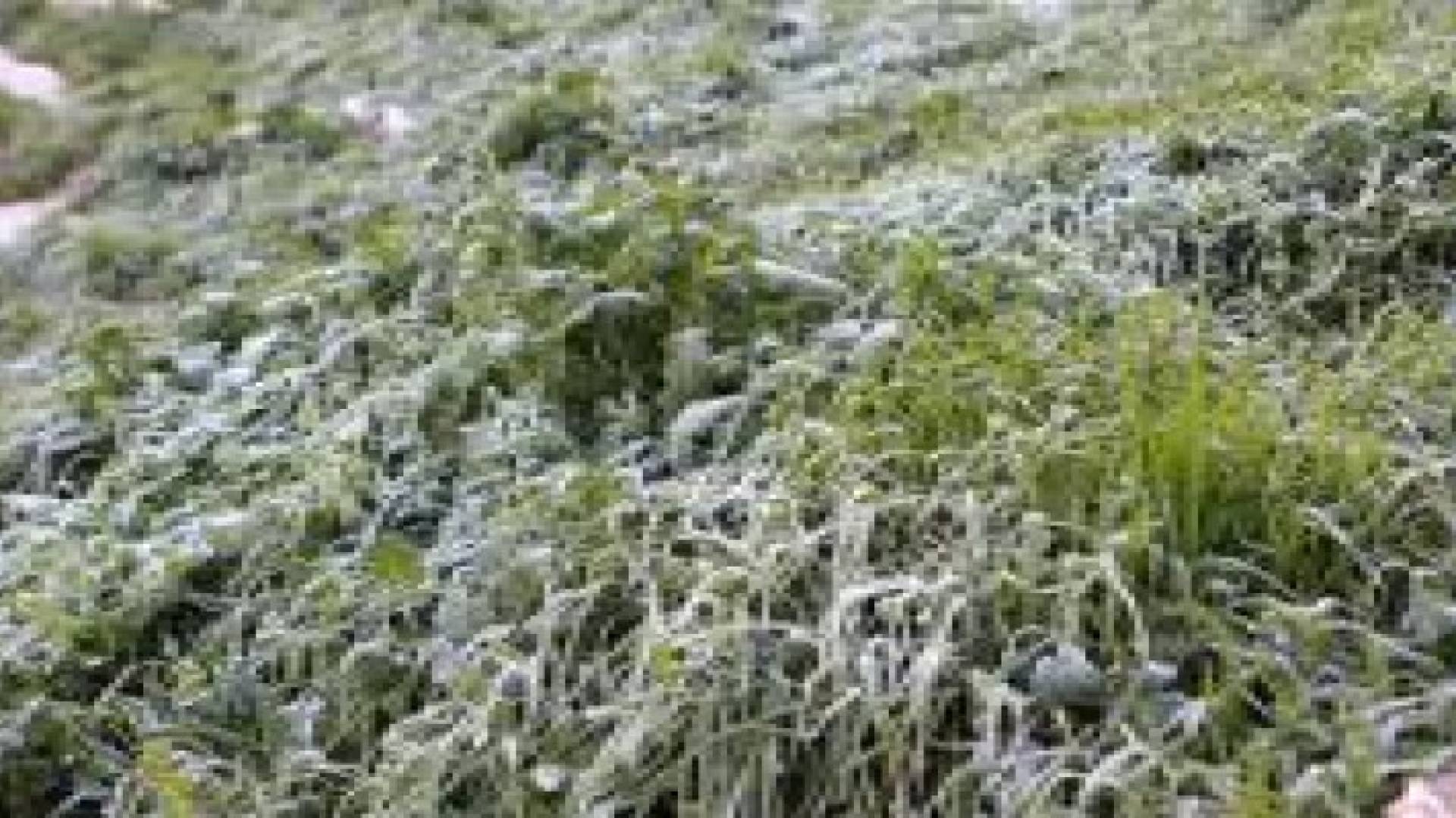 الزراعة تحذر من المربعانية