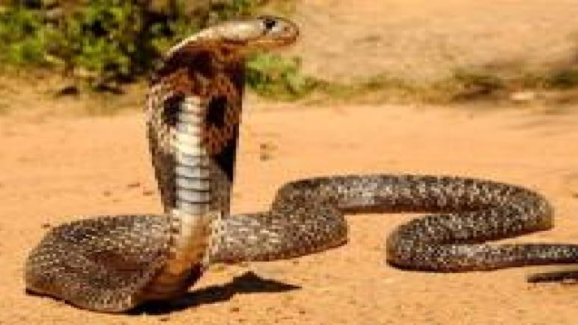 ضبط 130 افعى بحوزة شخص في الأردن ..تفاصيل