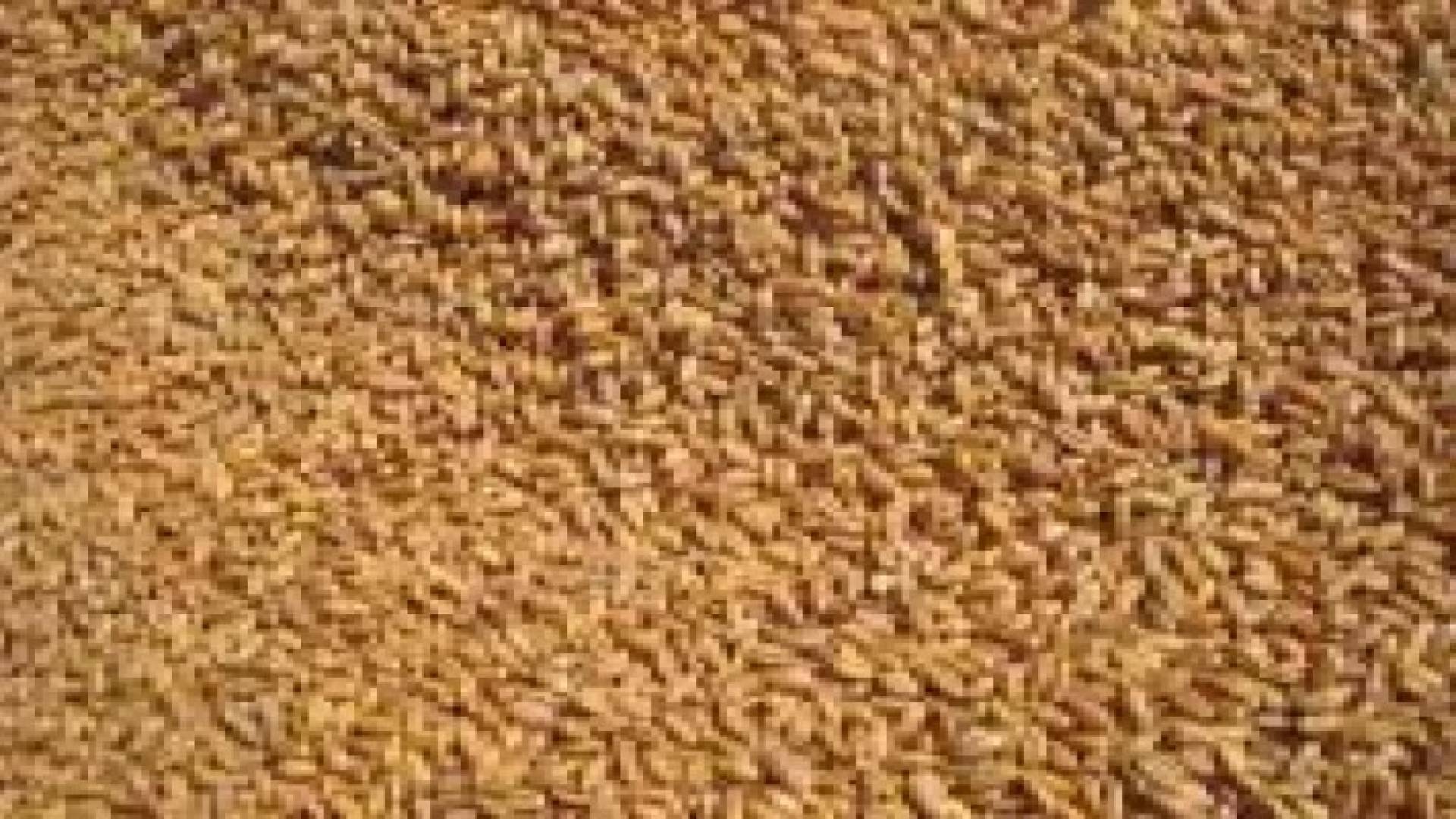 فحوصات مخبرية تؤكد سلامة شحنة القمح الروماني