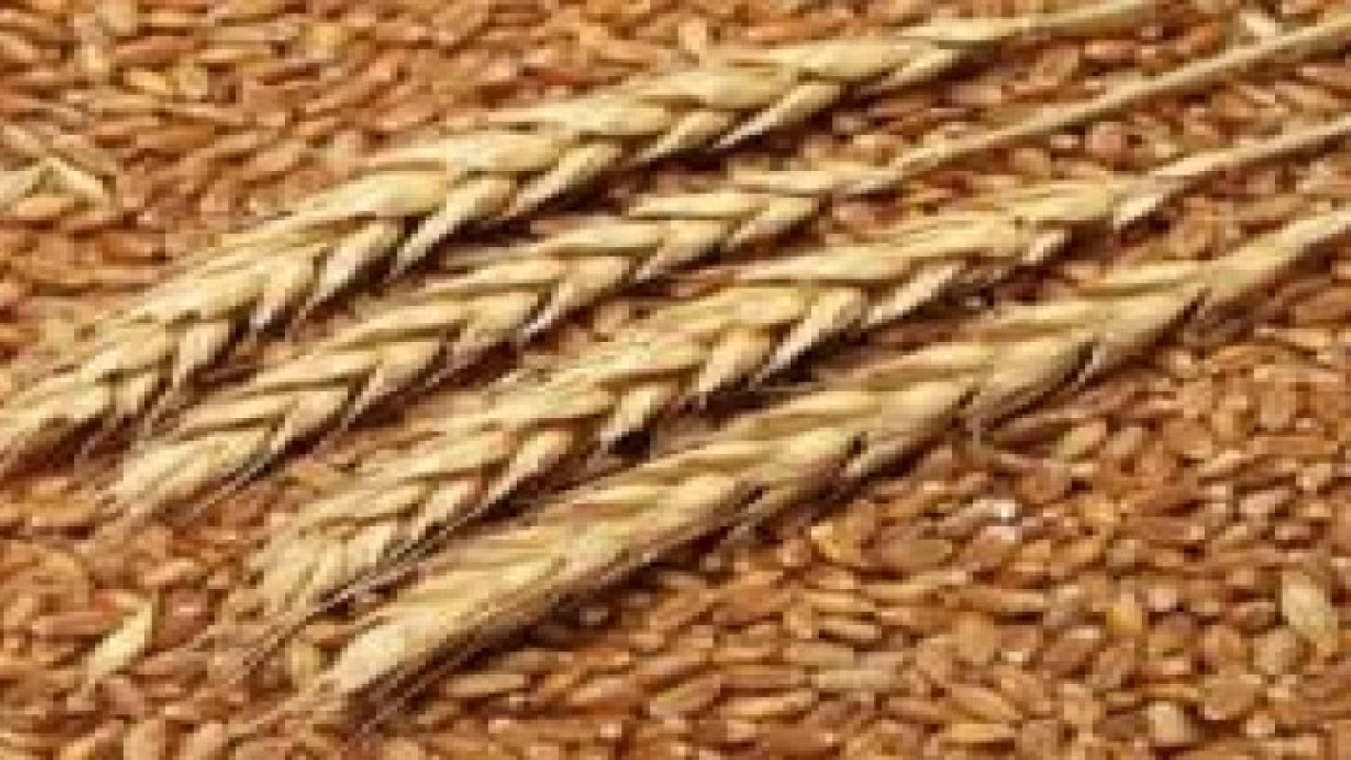 " الصناعة " تلغي عطاء لشراء 100 ألف طن قمح إلى الأسبوع المقبل