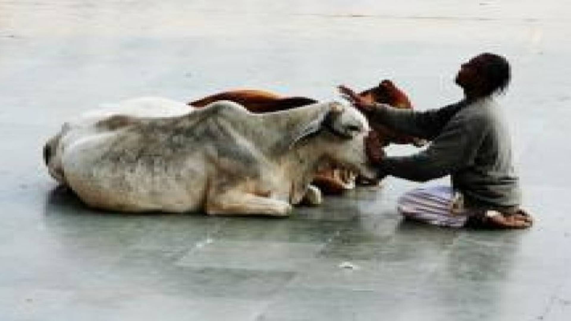 الهند: اتهام 15 رجلا بقتل مسلم لأكله لحم البقر