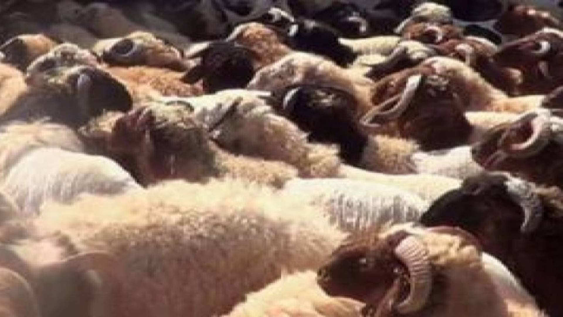 تصدير 600 ألف رأس خراف حية للاسواق الخليجية
