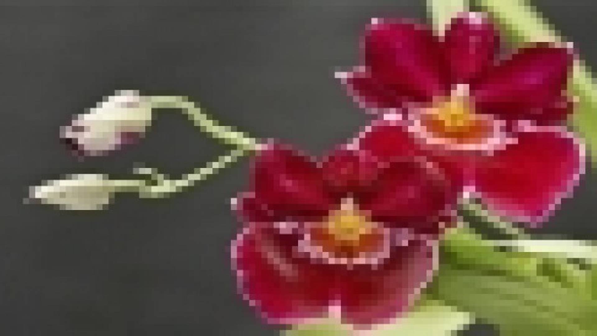 اكتشاف نباتات جديدة سوف تستخدم في مجال الطب