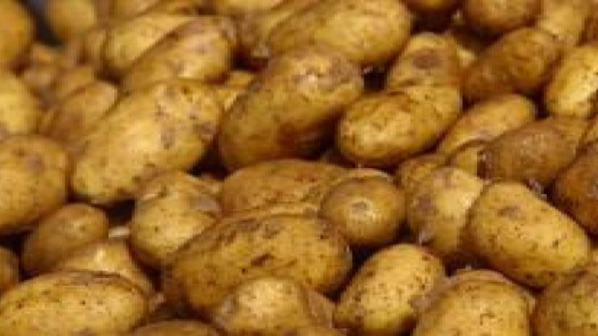 " عفن " في البطاطا المصرية يمنع استيرادها للأردن