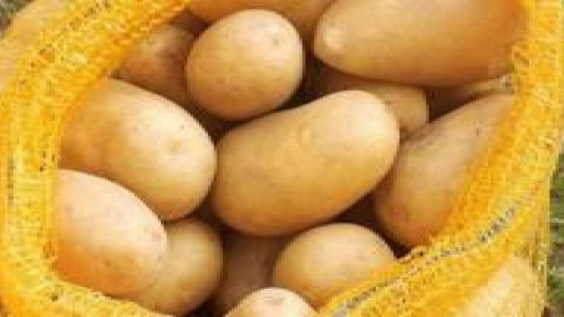 الزراعة : تعليق استيراد البطاطا من مصر ليس جديدا