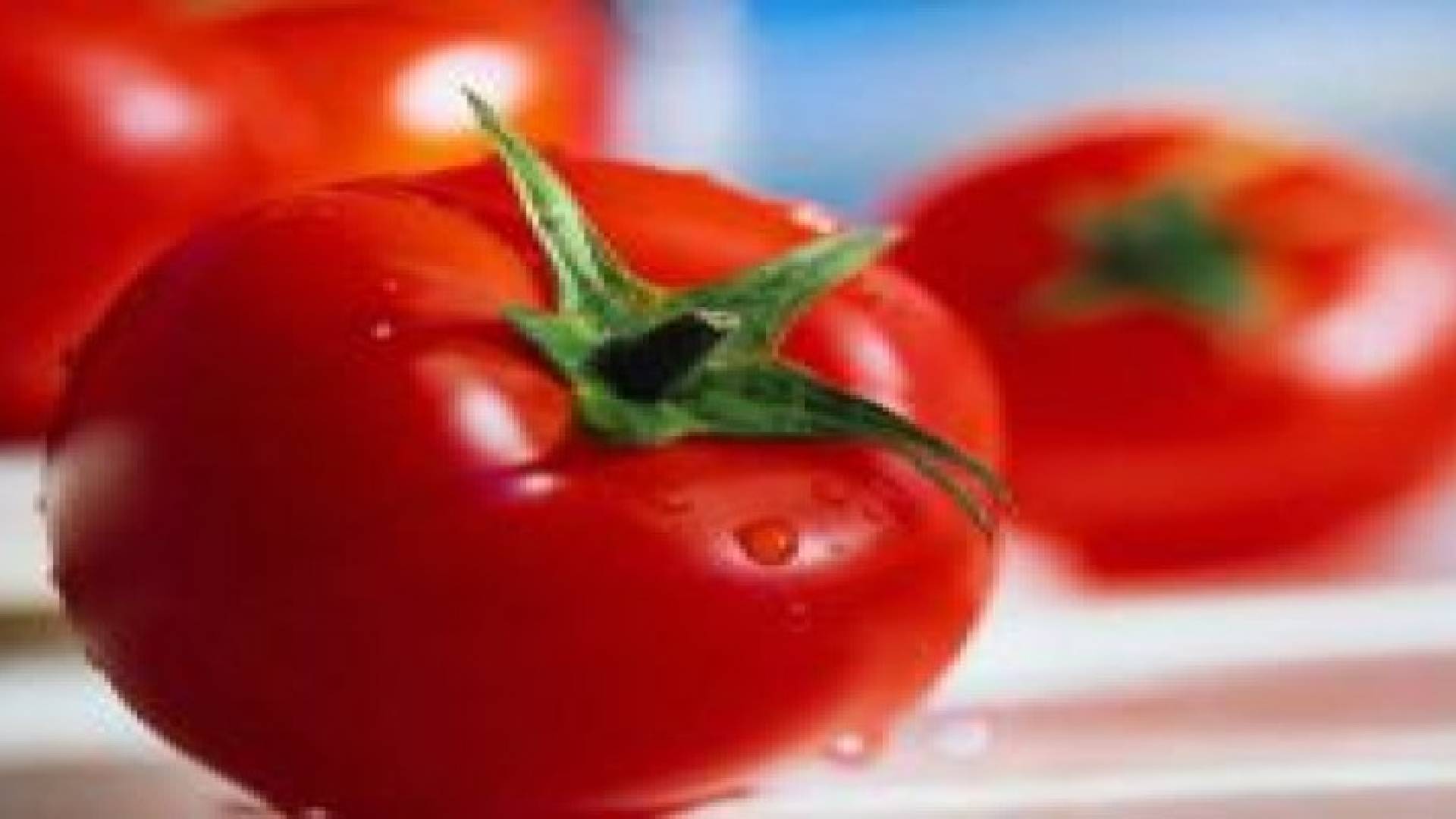 انخفاض أسعار البندورة