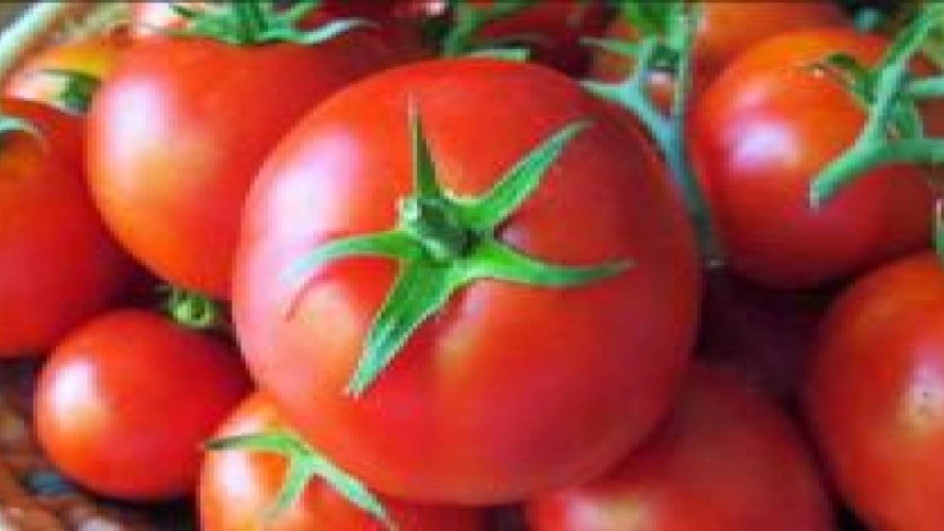 استئناف تصدير البندورة الأردنية إلى سوريا بحرا