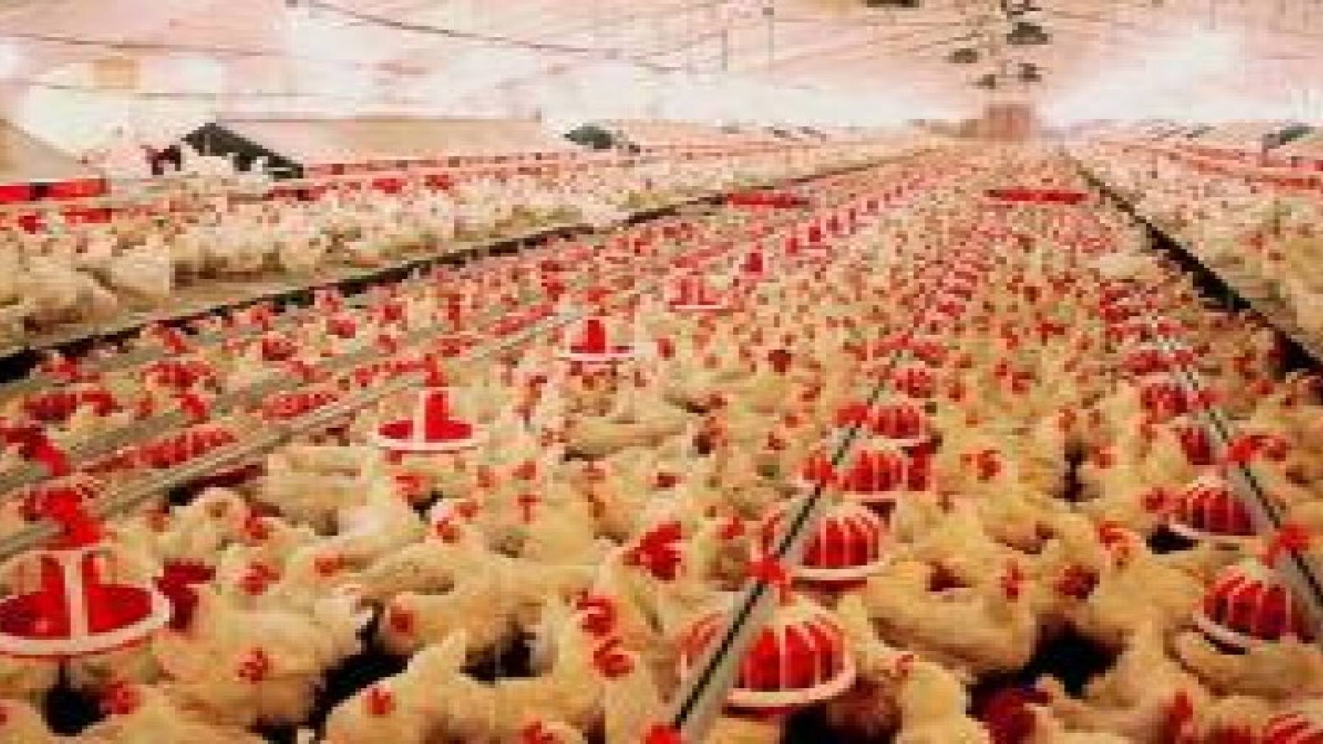 مربو دواجن يلوحون بالتصعيد ردا على بيعه حيا