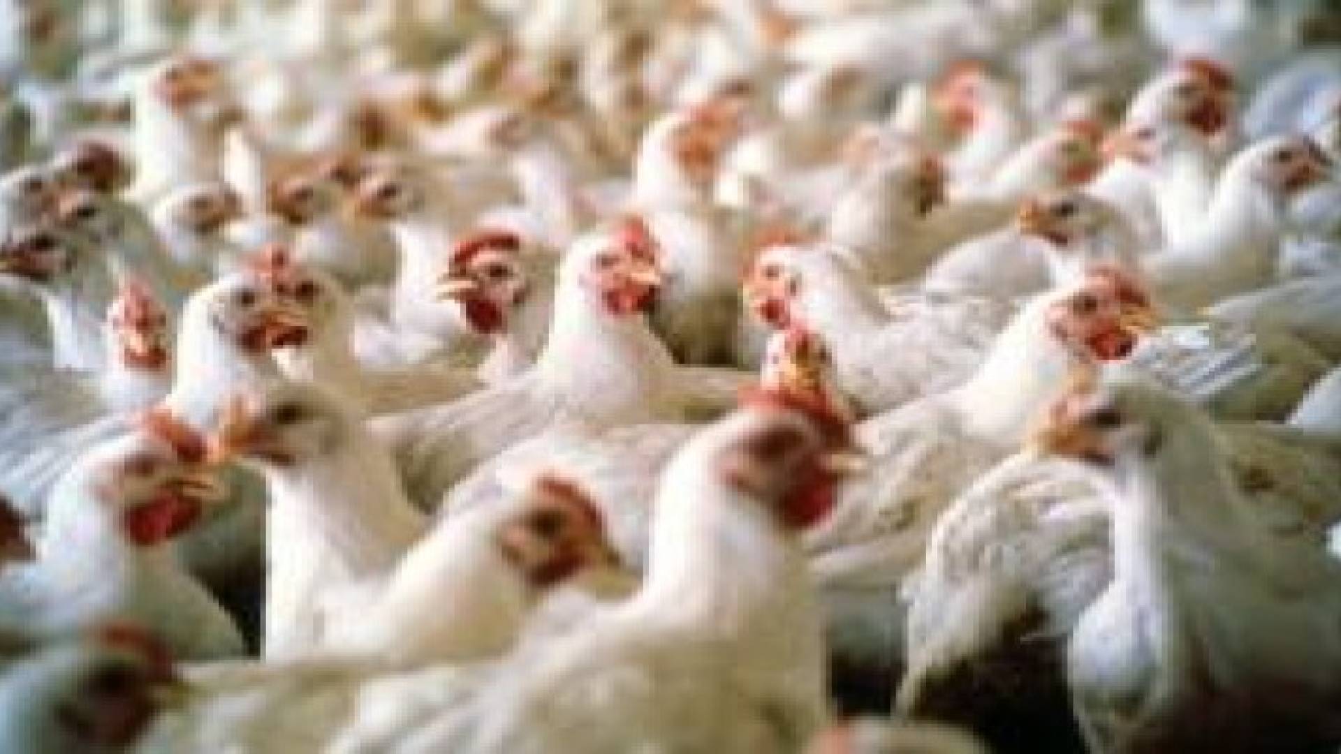 مزارعون يطالبون شركات الدواجن الكبرى بالتوقف عن بيع الدجاج الحي