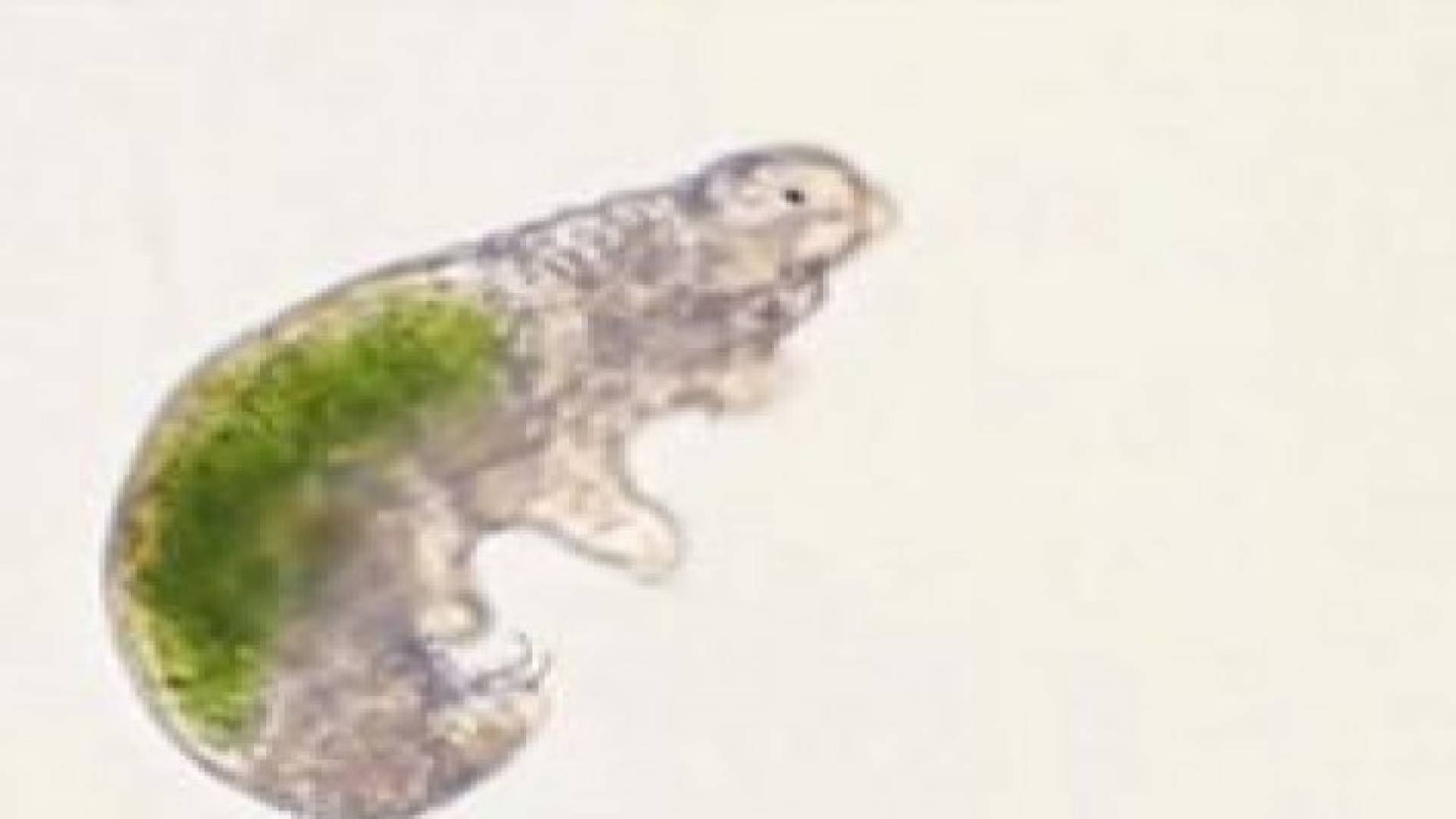 بعد تجميده 30 عاما.. إعادة "دب ماء" إلى الحياة