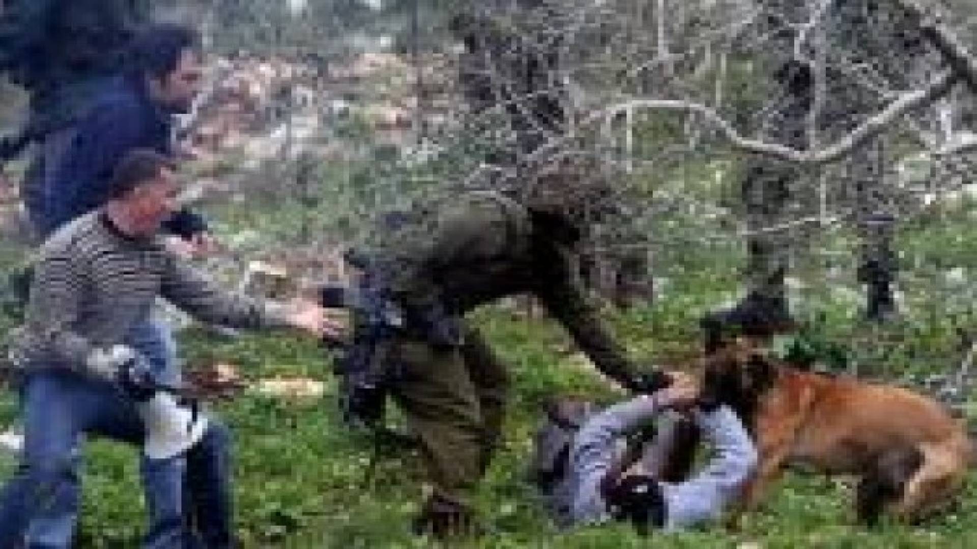 حملة دولية لوقف تصدير الكلاب الهجومية لجيش الاحتلال