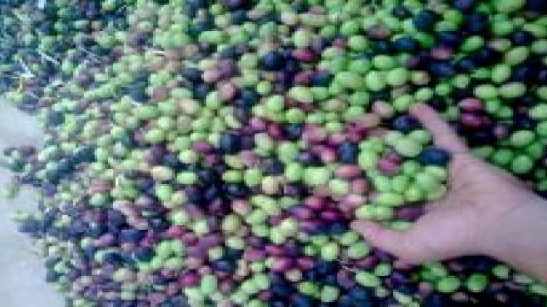 انجازات قطاع الزيتون 2015