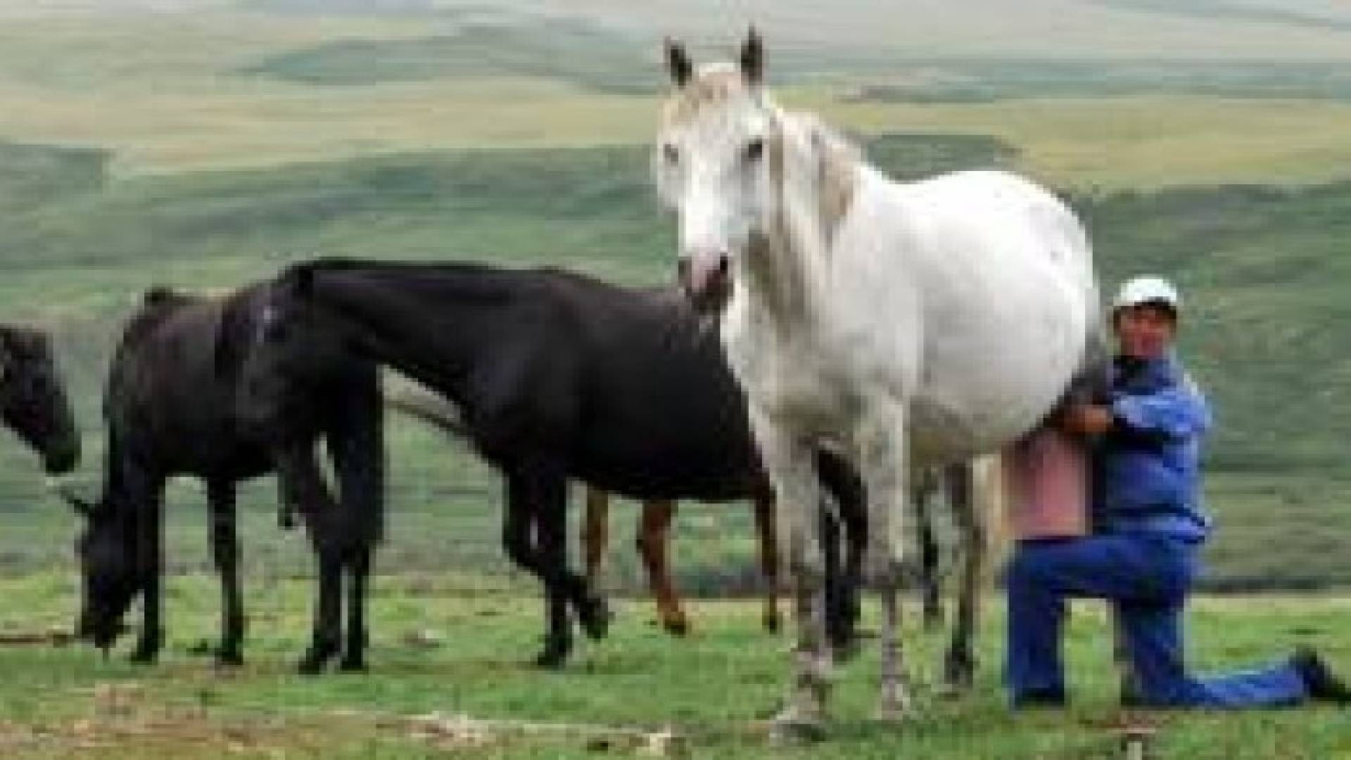 كازاخستان .. لبن الخيل لتعويض خسائر النفط
