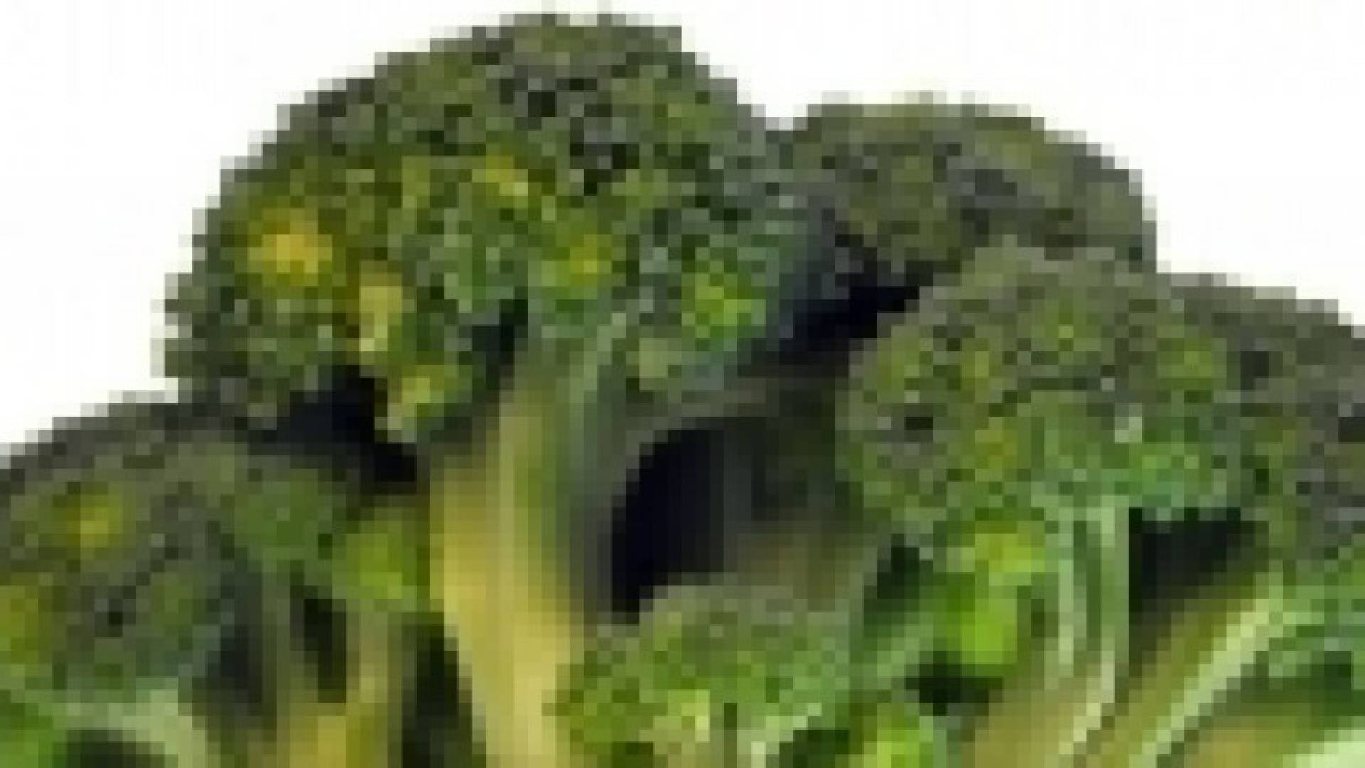 البروكلي يحمي خلايا الجسم‬