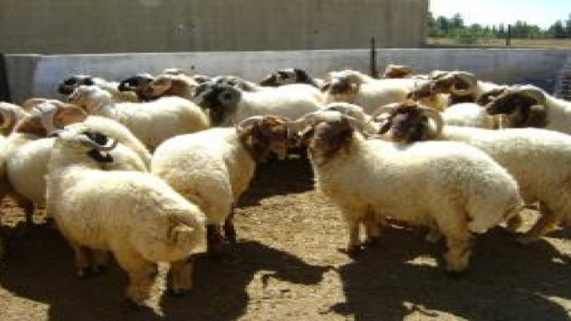 حريق يقتل 18 رأس ماشية في ناعور