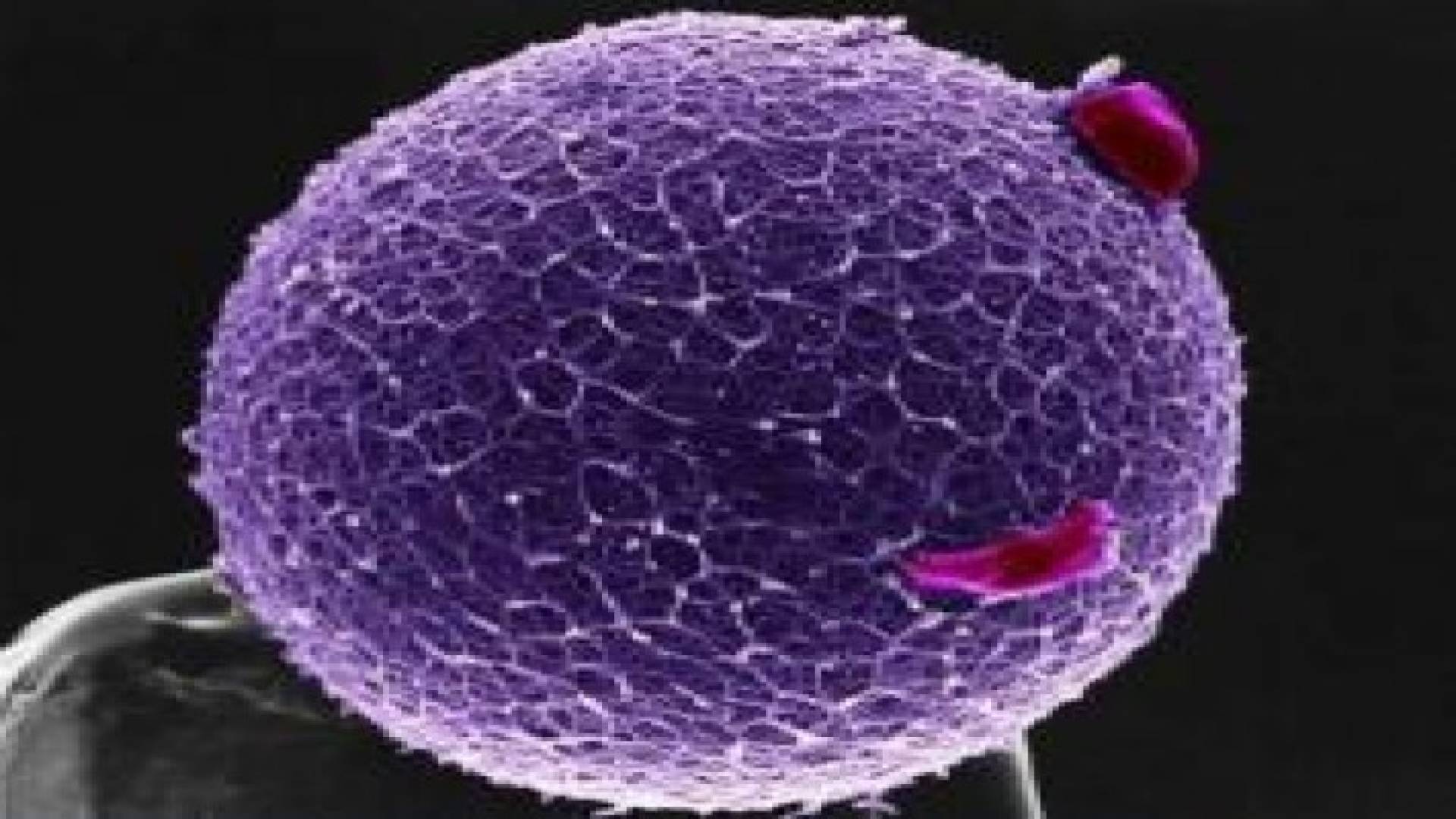 18 صورة مثيرة للدهشة داخل جسم الانسان