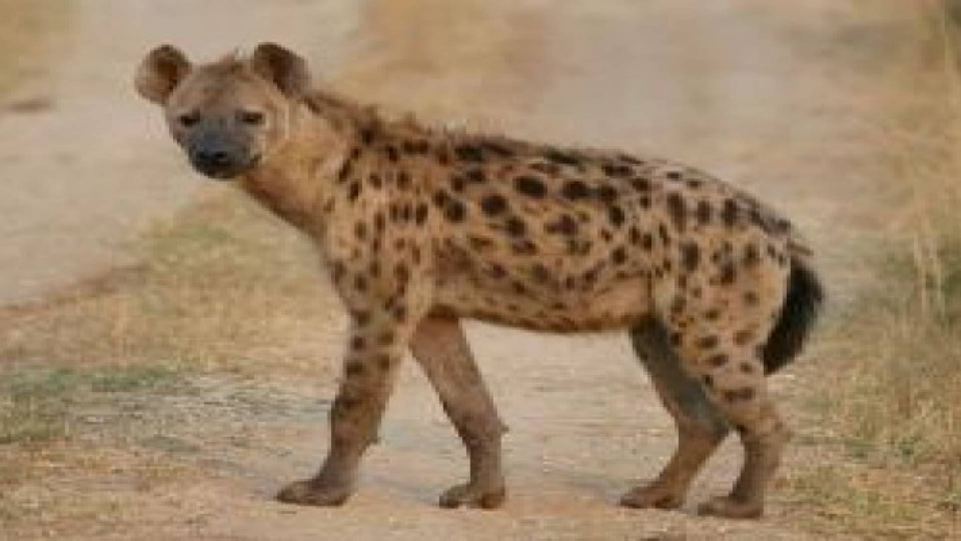 ضبط شخص بحوزته ضباع