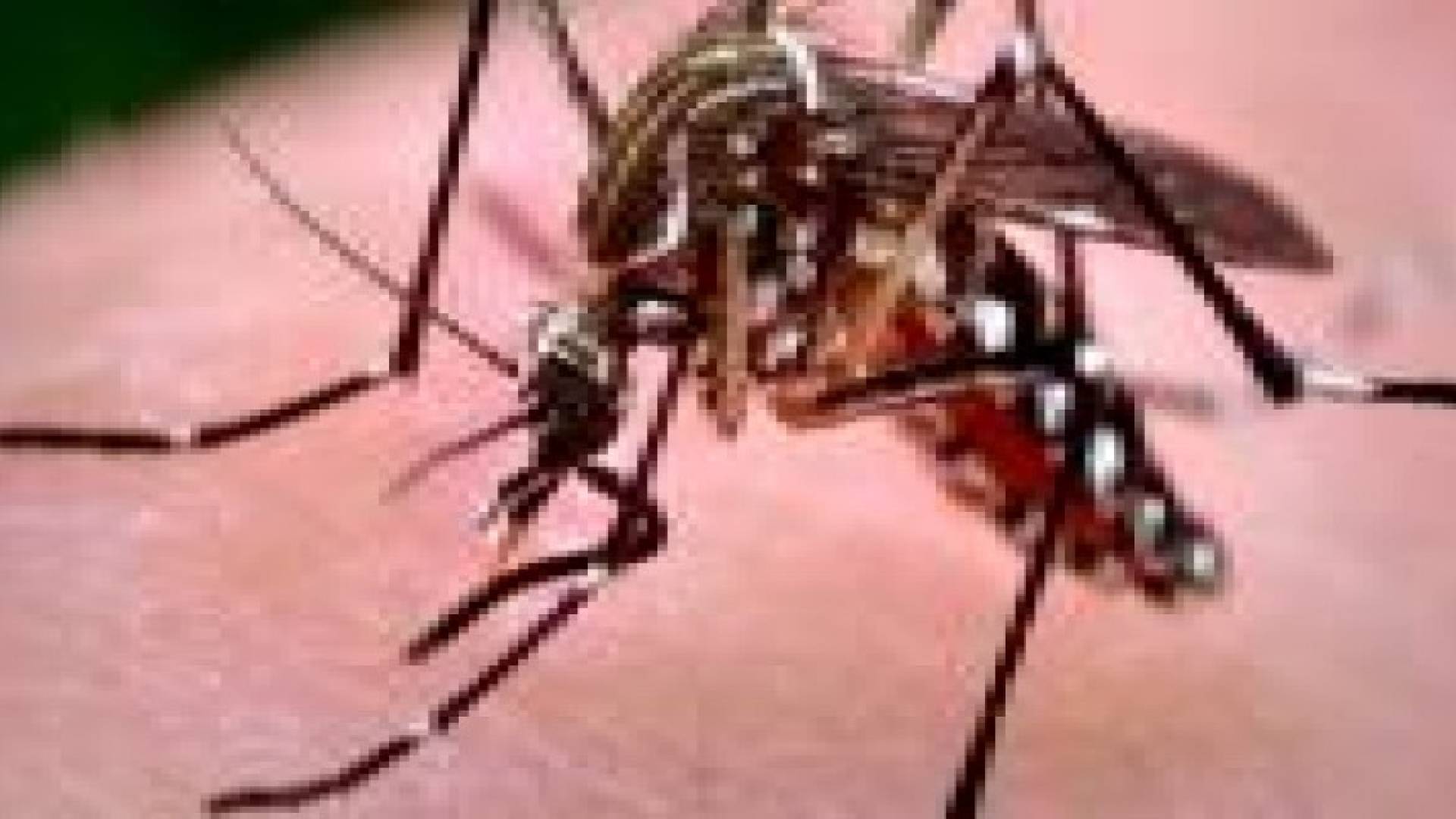 الصحة العالمية : الأردن عرضة لخطر فيروس زيكا