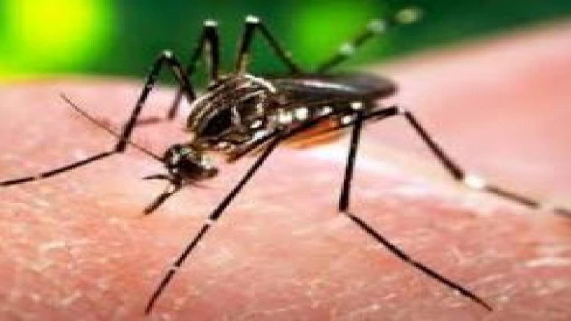 رويترز: الولايات المتحدة قد تقاطع أولمبياد 2016 في البرازيل بسبب فيروس زيكا