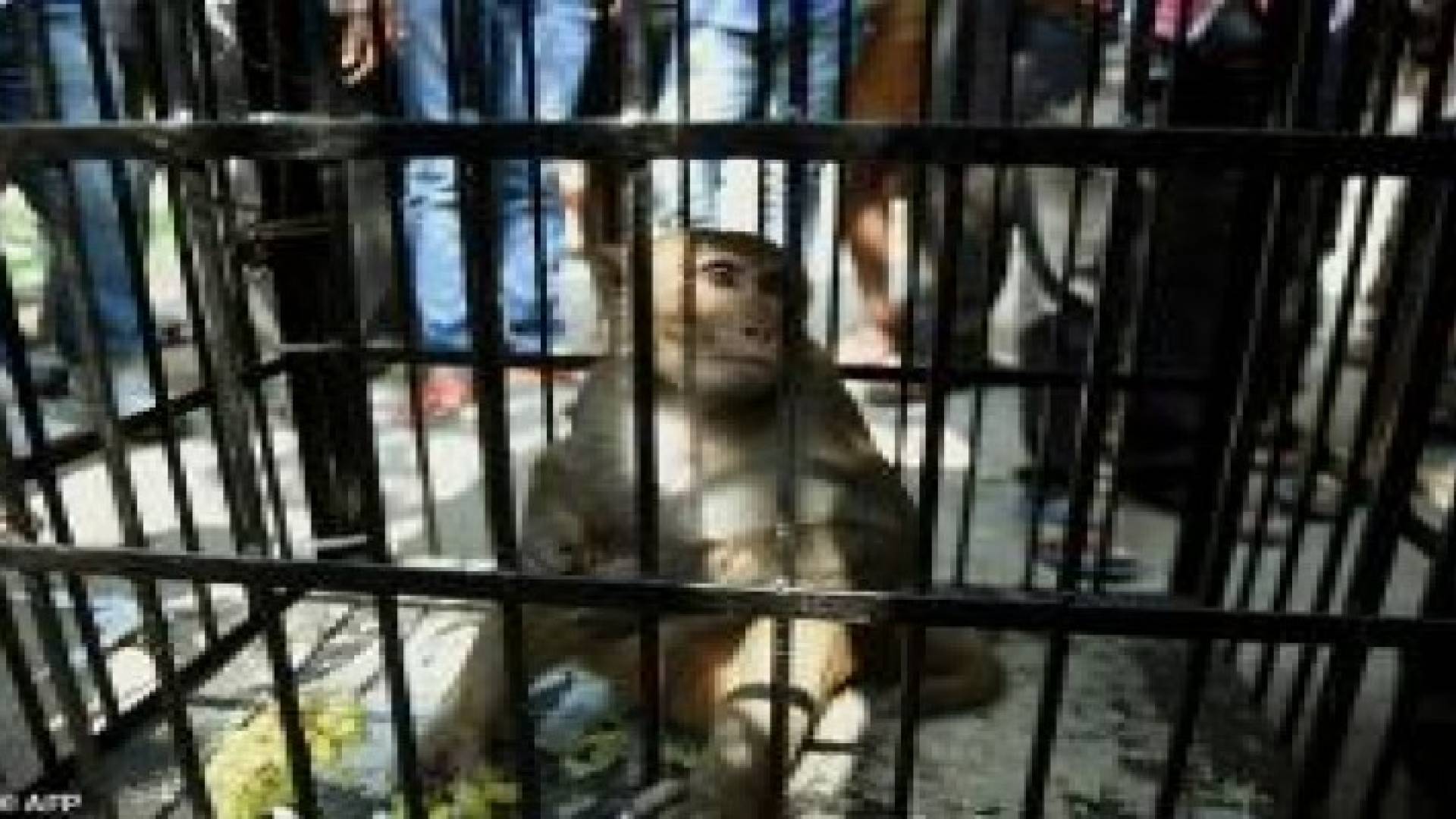 بالصور: لحظة القبض على " القرد اللص "