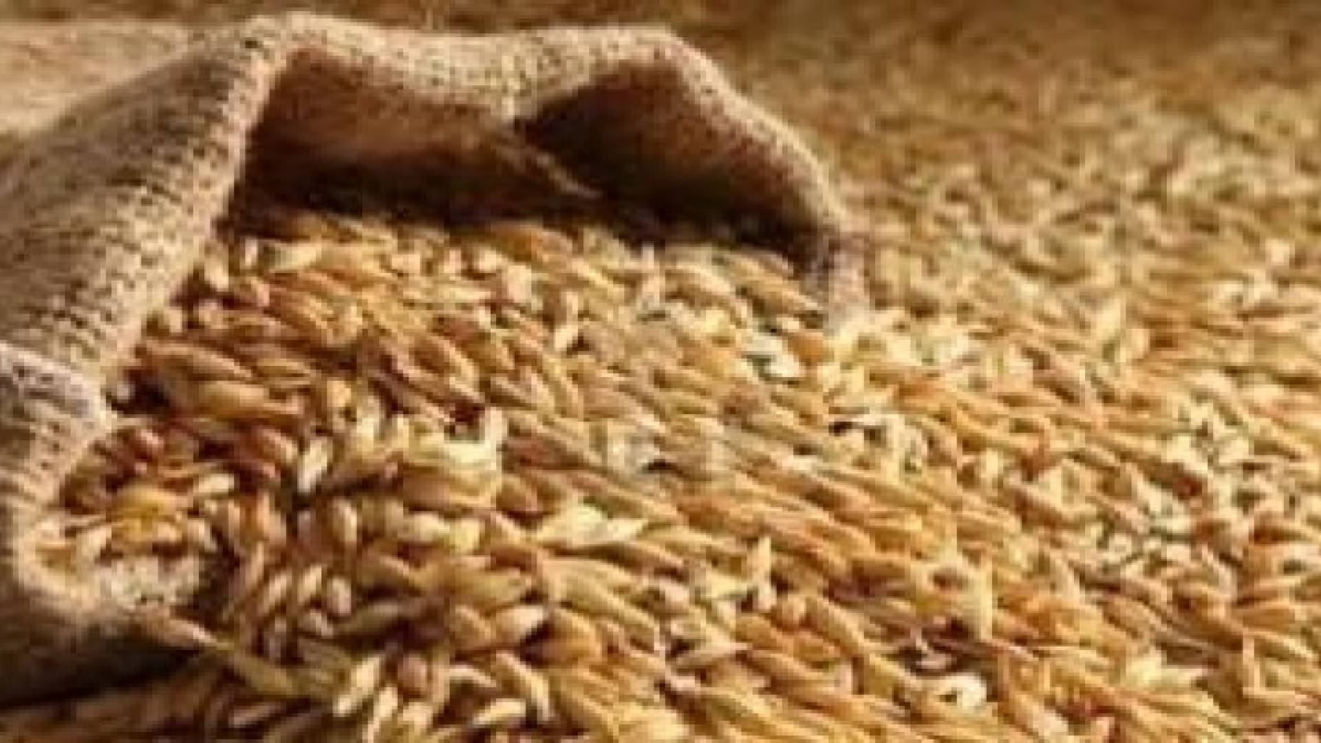 اتفاقية بين"الصناعة والزراعة" لتسريع اجراءات فحص الشعير