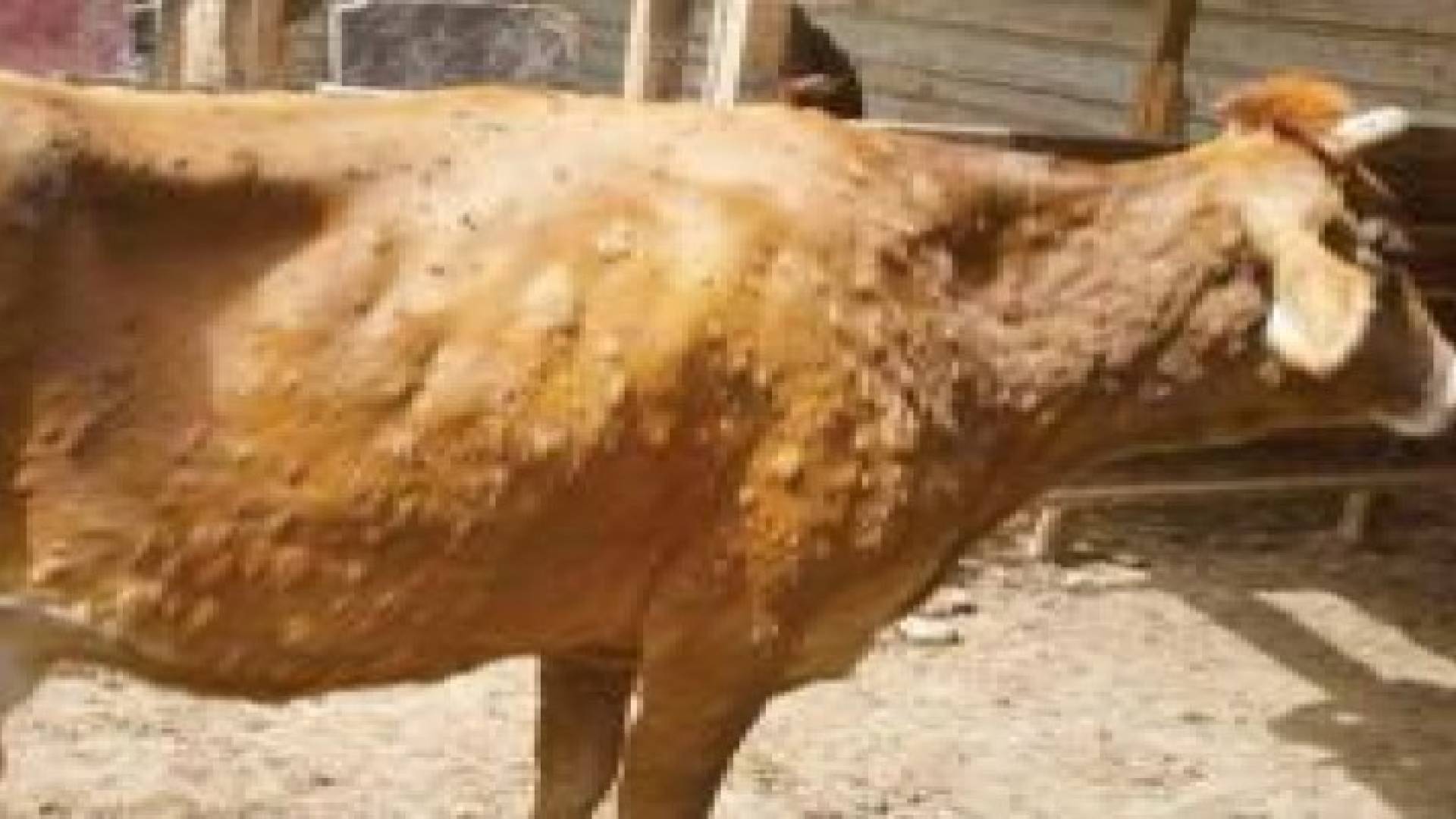 الغد: مستورد كبير استورد 9 آلاف رأس من الأبقار الحية المريضة